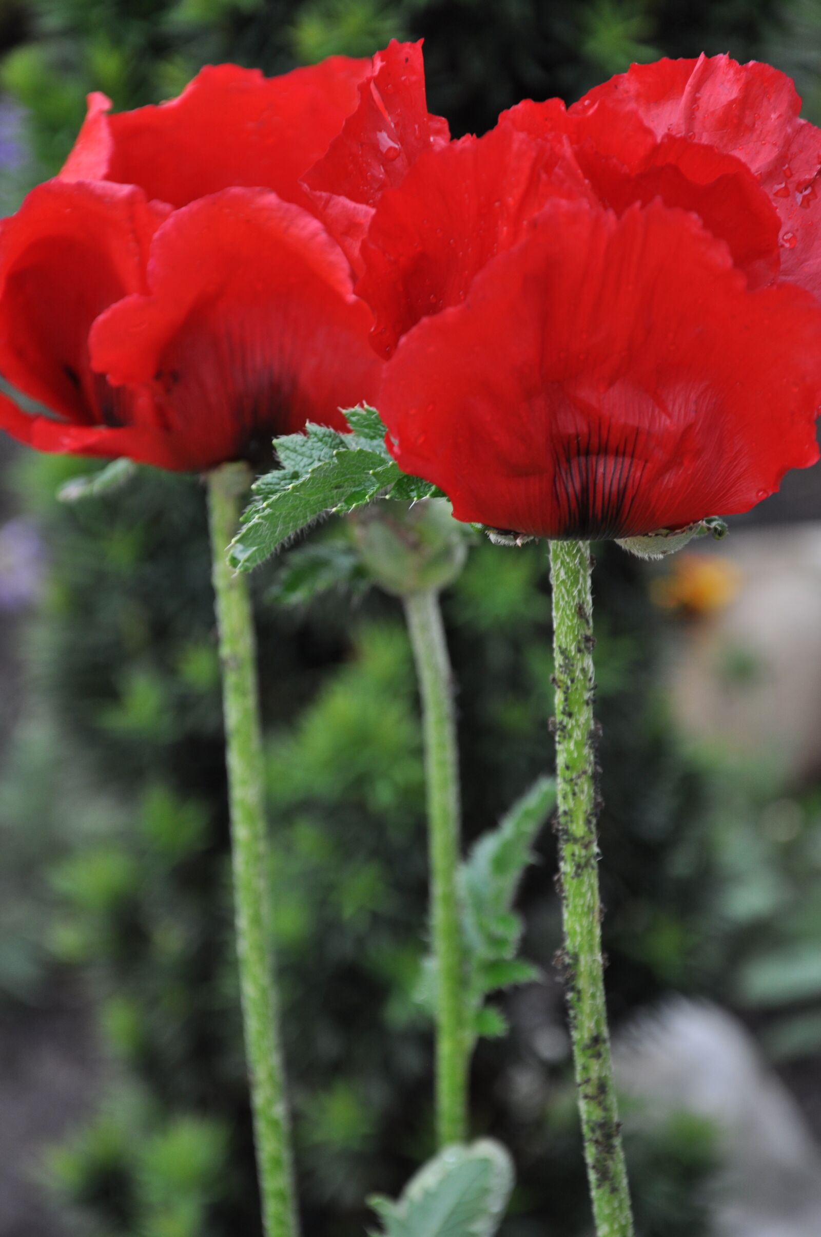 Nikon D90 sample photo. Gossip moon, flowers photography
