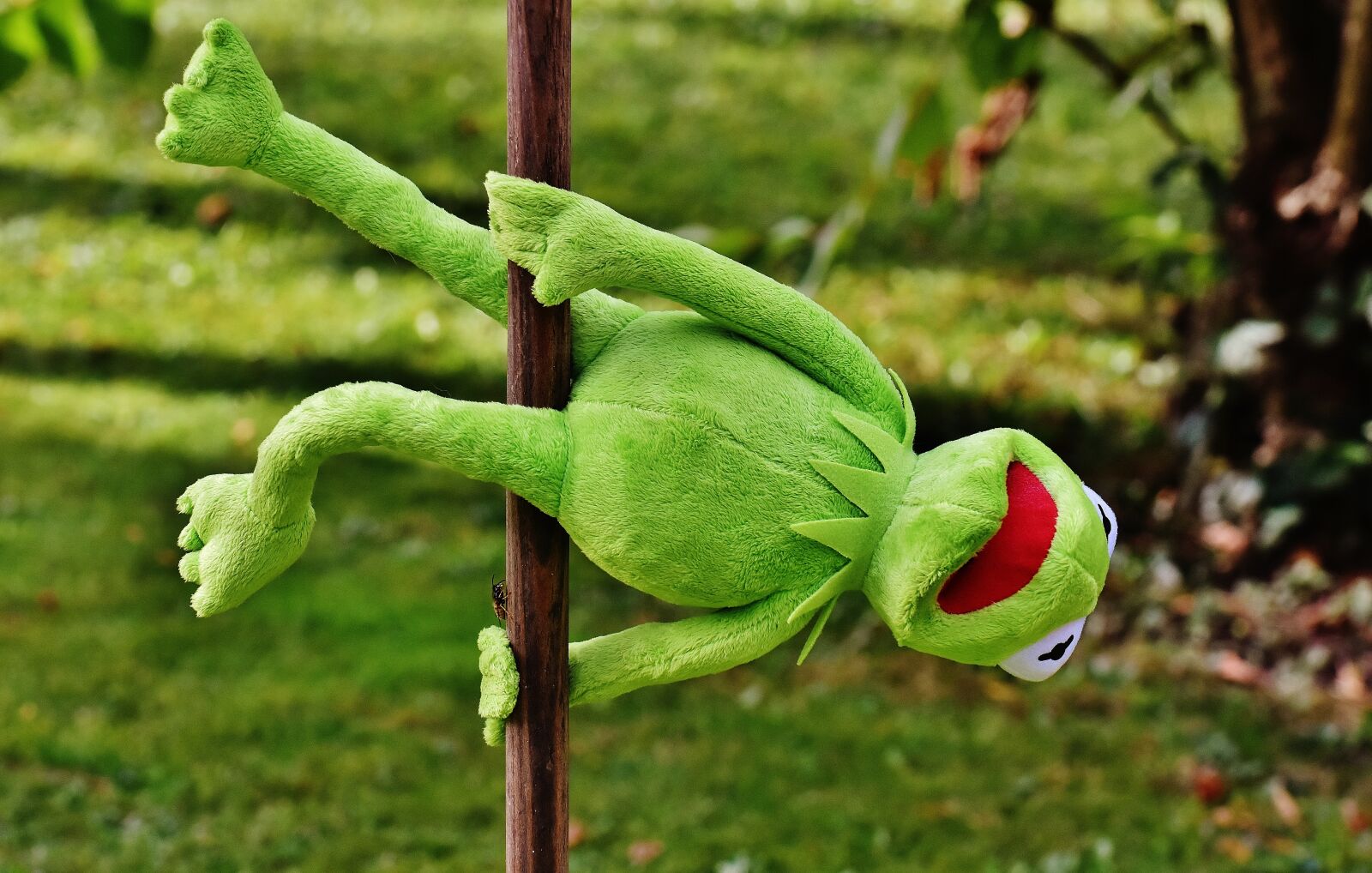 Nikon D7200 sample photo. Pole dance, kermit, funny photography