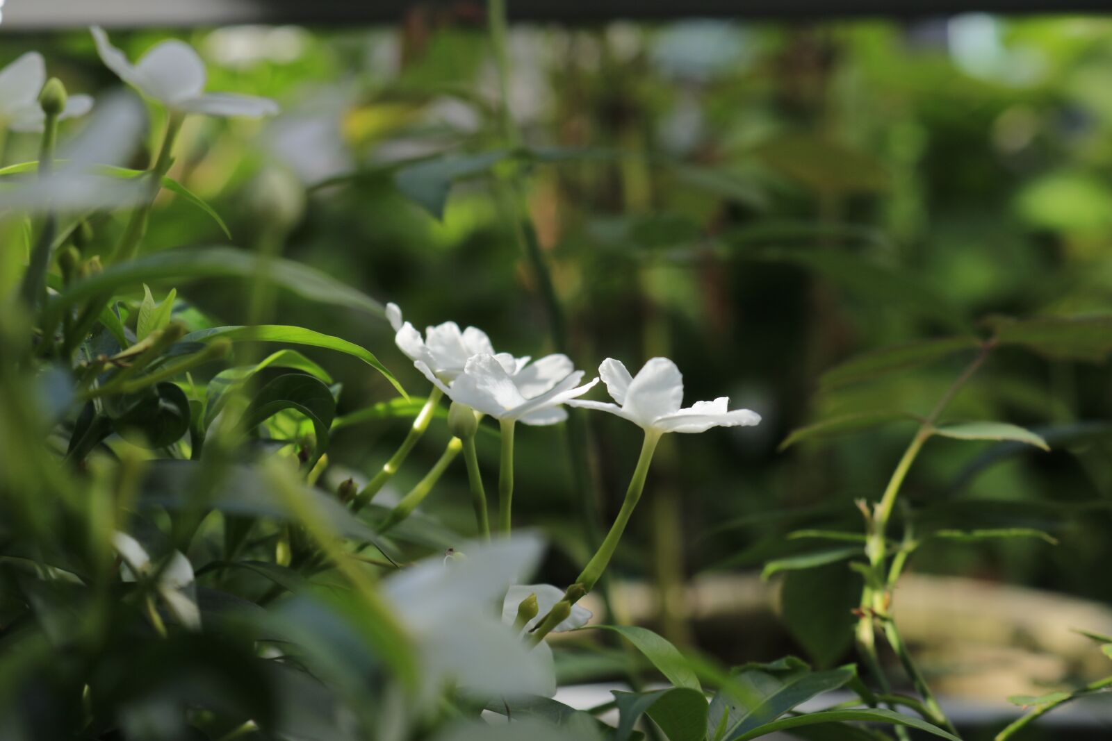 Canon EOS 750D (EOS Rebel T6i / EOS Kiss X8i) sample photo. Flower, apocynaceae, nature photography