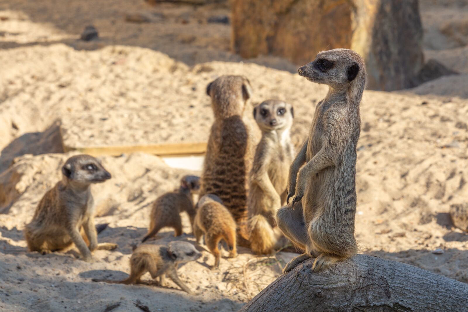Canon EF-S 55-250mm F4-5.6 IS STM sample photo. Suricate, cute, mammals photography