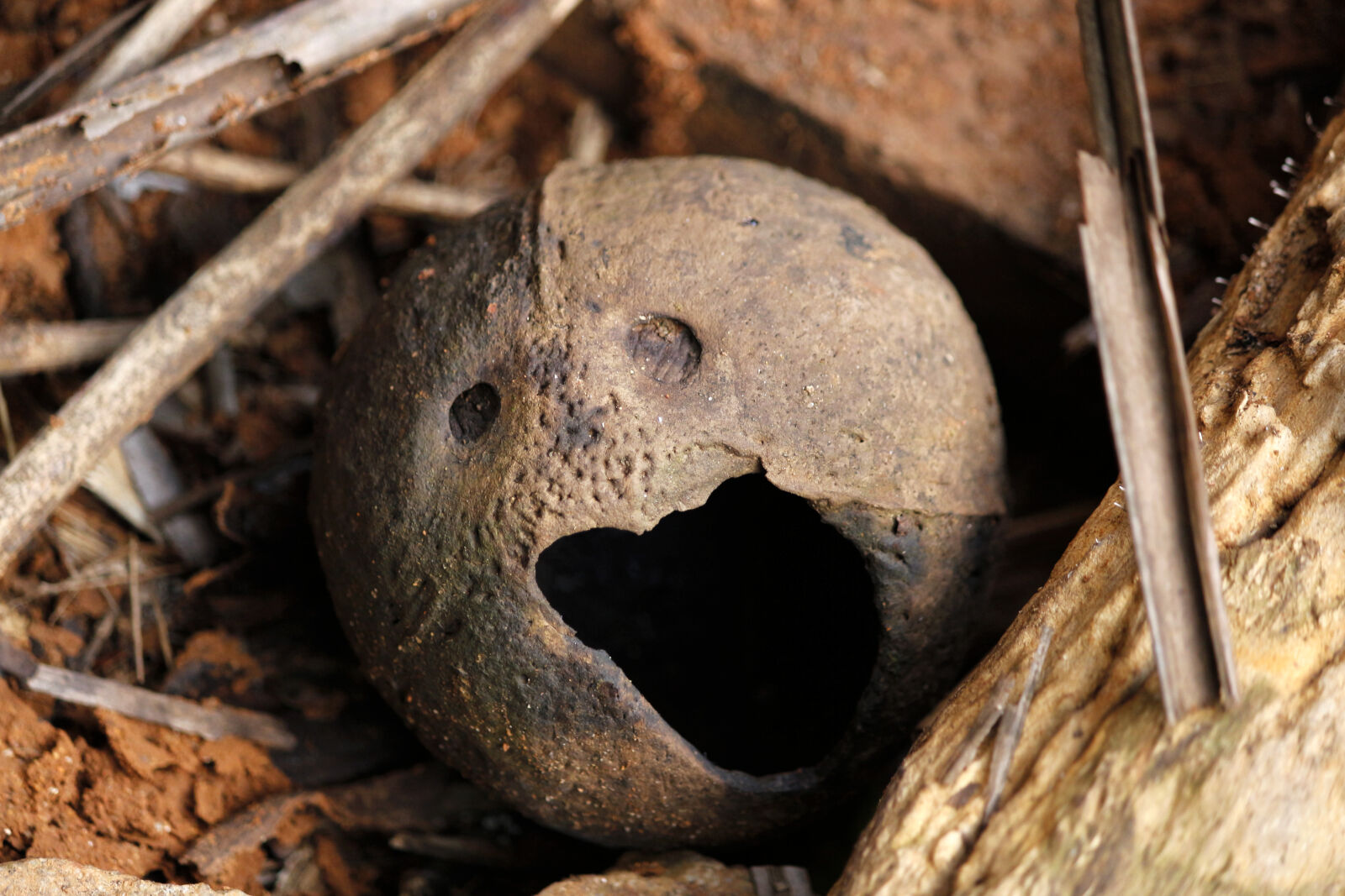 Canon EOS 700D (EOS Rebel T5i / EOS Kiss X7i) sample photo. Attractive, brown, coconut, coconut photography