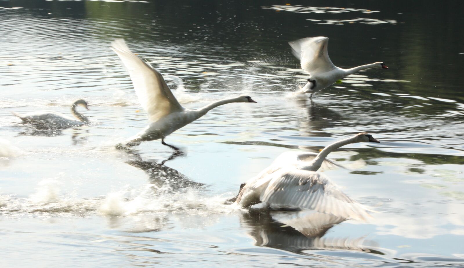 Canon EOS 5D Mark II sample photo. Swans, water, nature photography