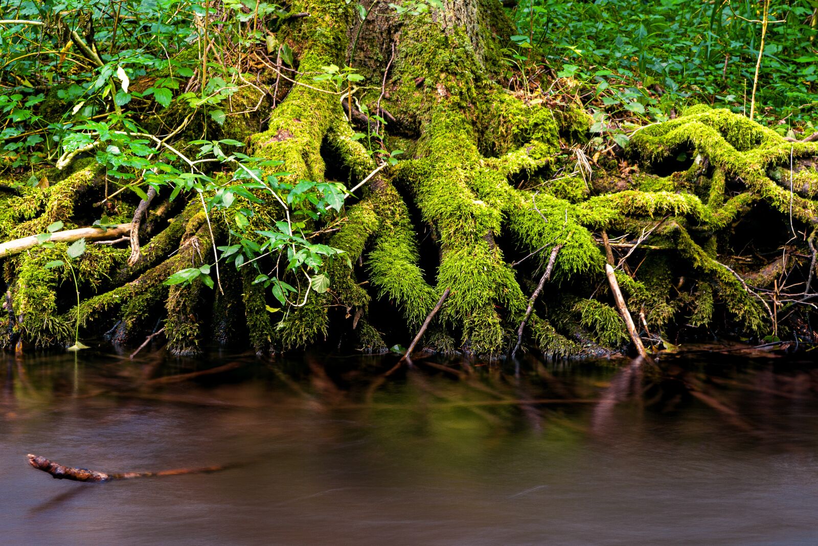 Nikon D750 sample photo. Roots, moss, river photography
