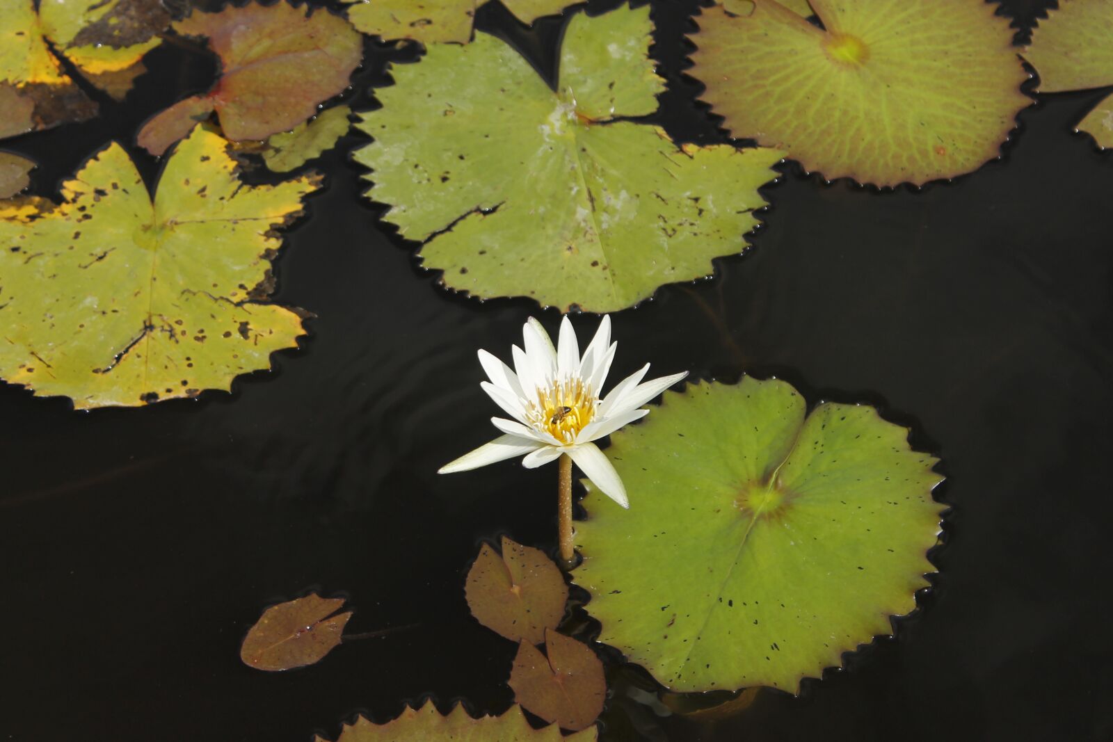 Canon EOS 1100D (EOS Rebel T3 / EOS Kiss X50) sample photo. Flower, water, grass photography