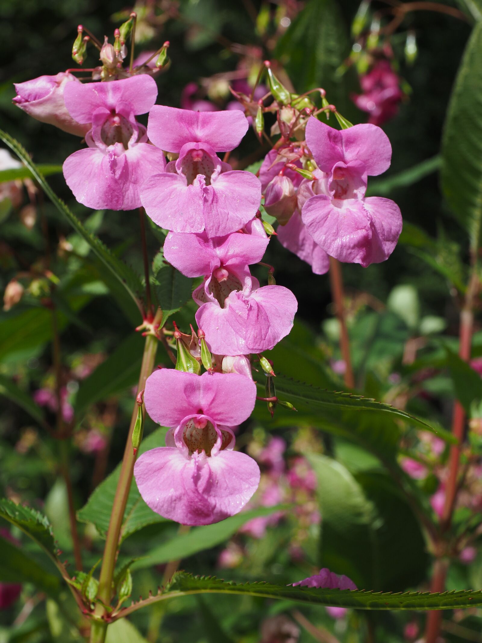 Olympus OM-D E-M1 + Olympus M.Zuiko Digital ED 12-40mm F2.8 Pro sample photo. Balsam, himalayan balsam, plant photography