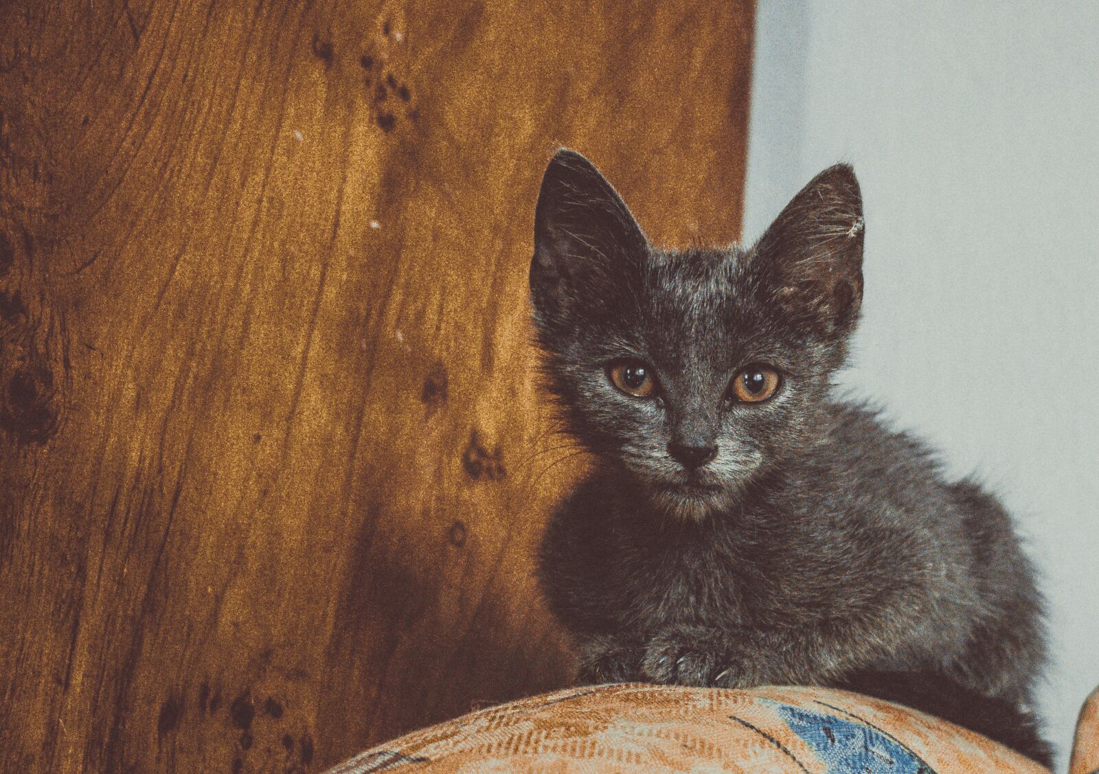 Nikon D5300 sample photo. Cat, russian blue, home photography