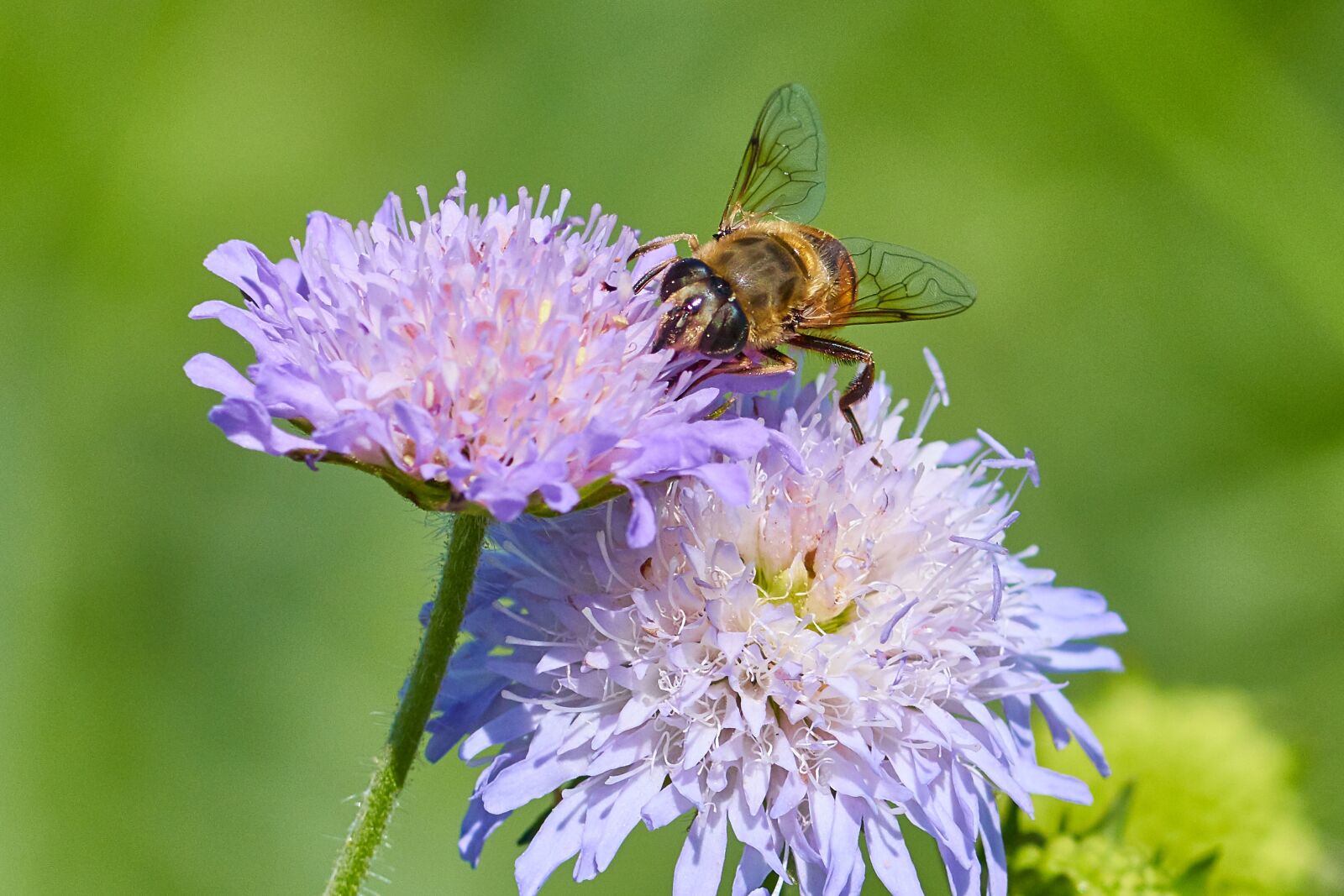 Canon EF 300mm F4L IS USM sample photo. Flower, fly, macro photography