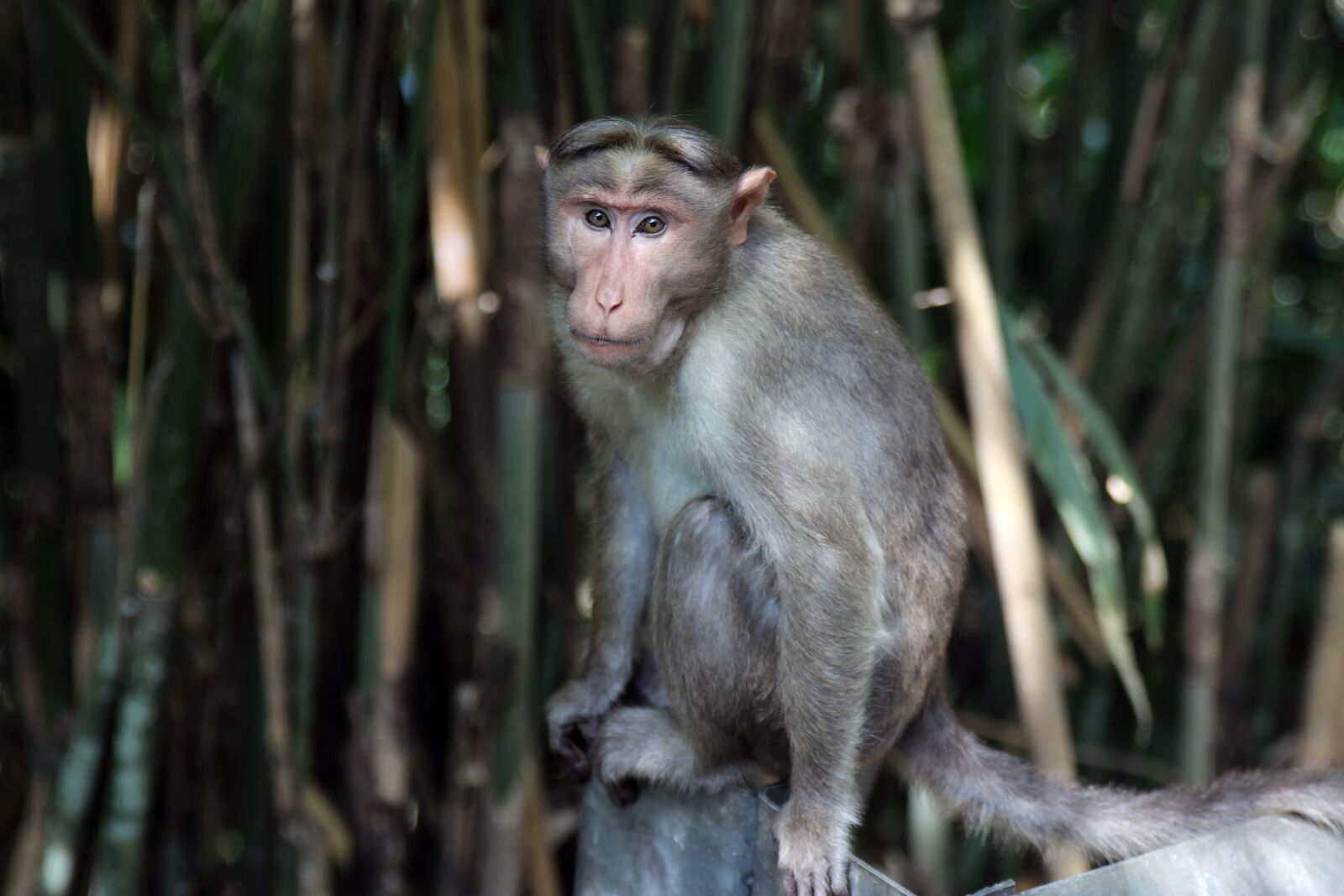 Canon EOS 70D sample photo. Monkey, animals, primate photography