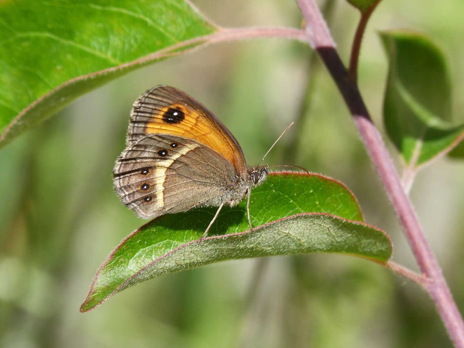 Panasonic DMC-FZ62 sample photo. Pyronia bathseba, butterfly, lobito photography