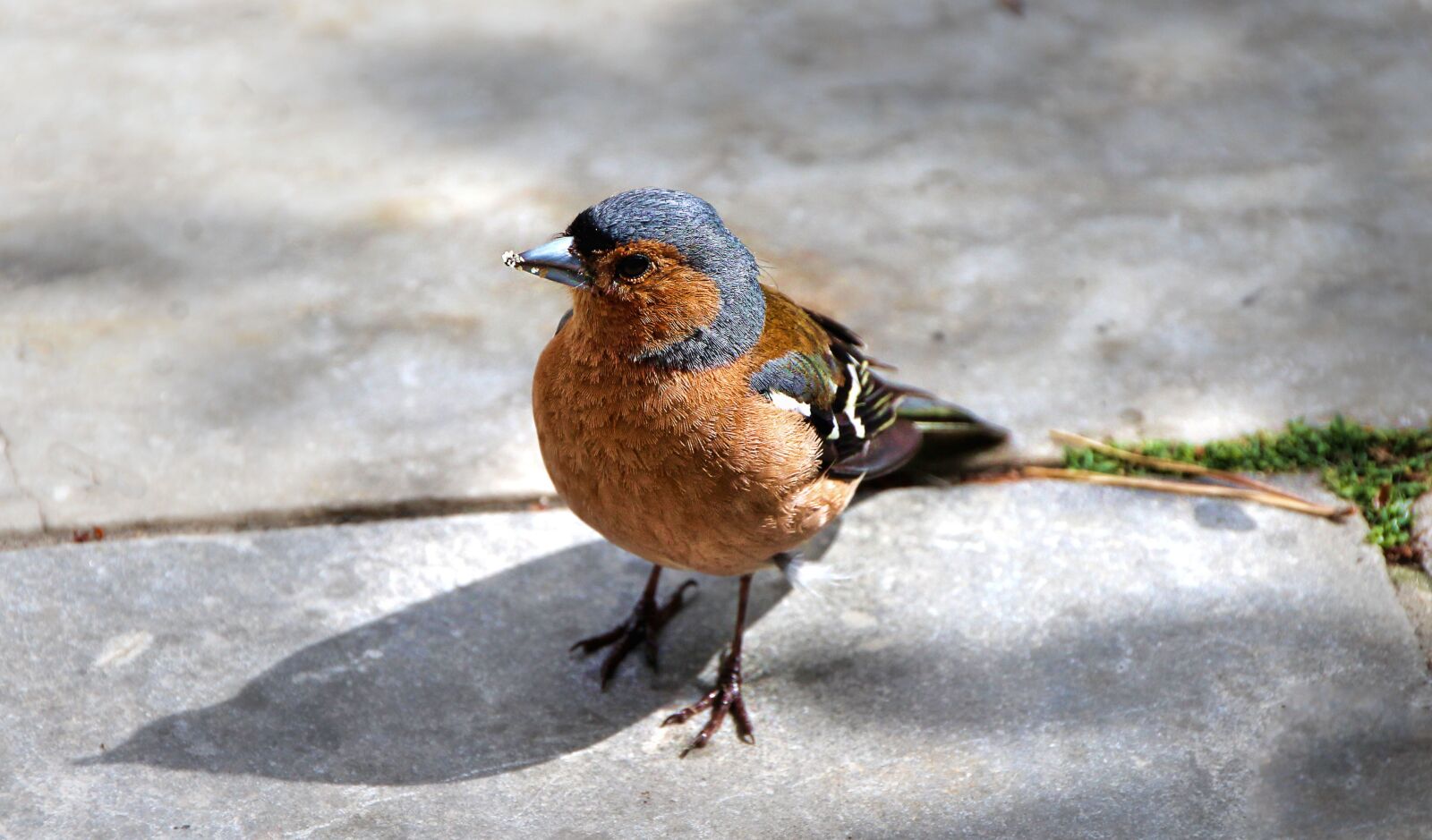 Canon EOS 1300D (EOS Rebel T6 / EOS Kiss X80) sample photo. Bird, close up, plumage photography