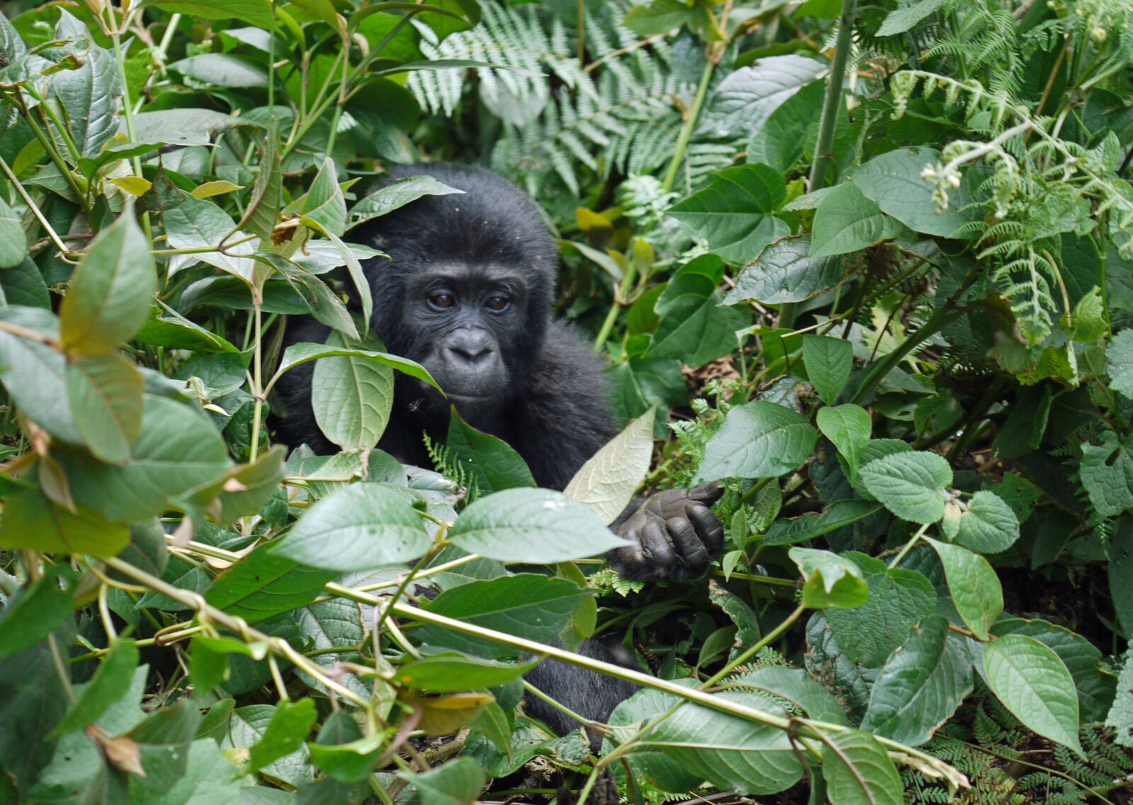 Panasonic Lumix DMC-G1 sample photo. Gorilla, baby, mountain gorilla photography