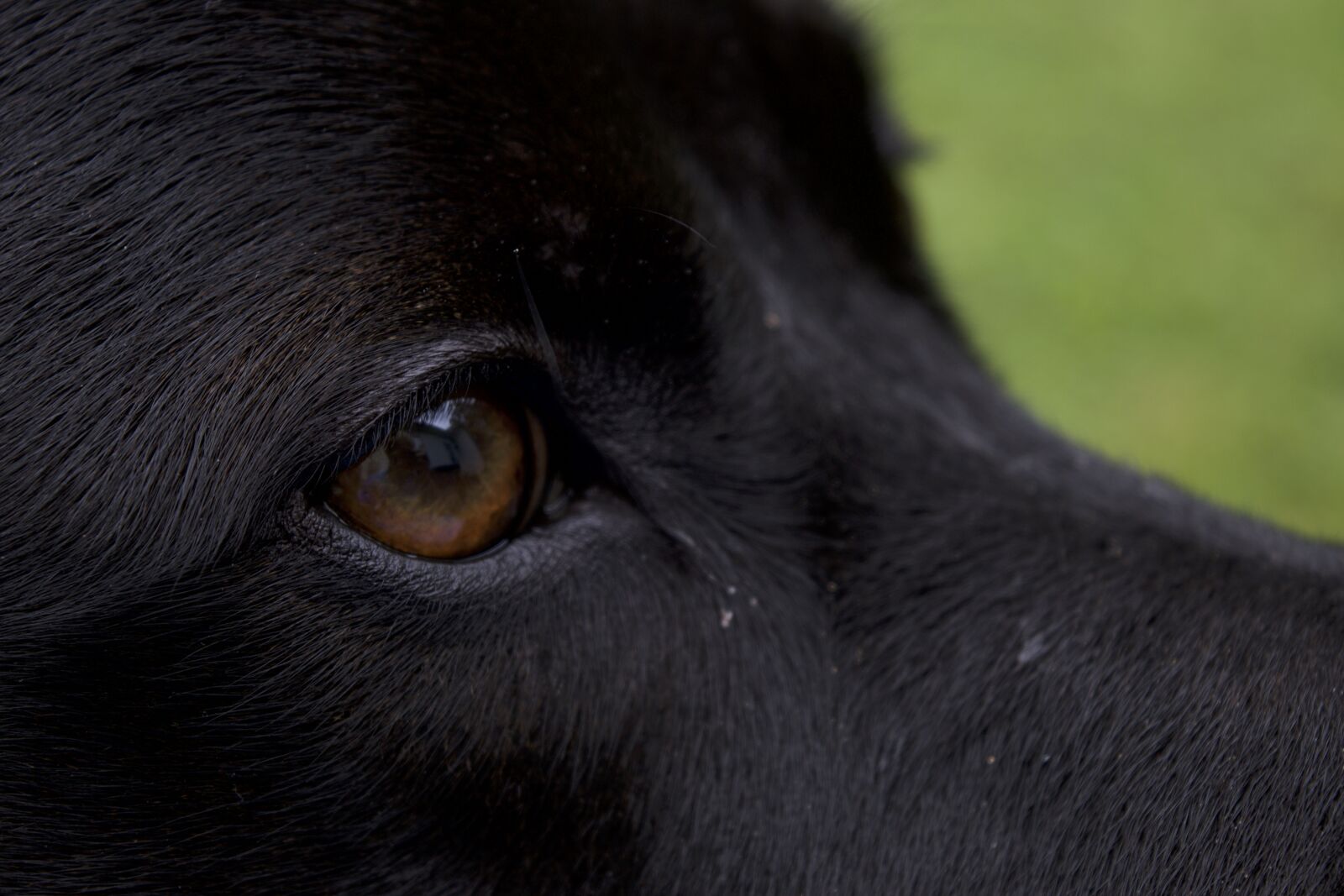 Nikon D3300 sample photo. Close up, dog, eye photography