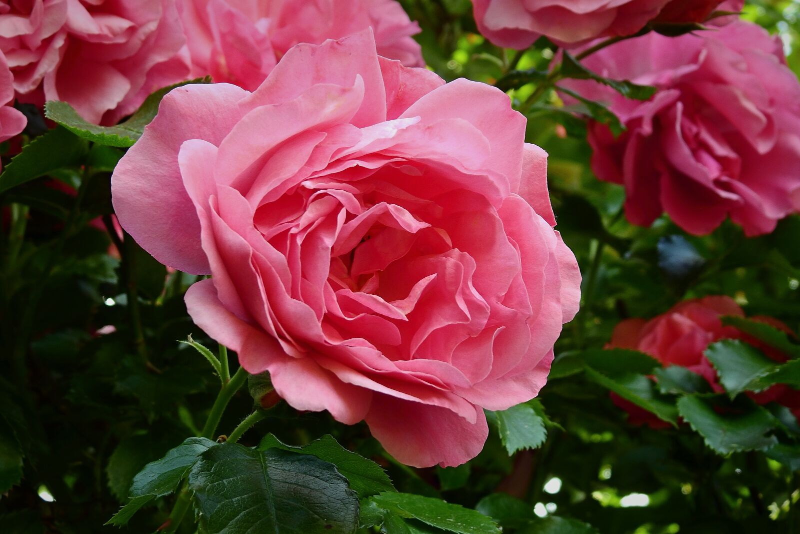 Nikon Coolpix P900 sample photo. Rose, flower, romantic photography