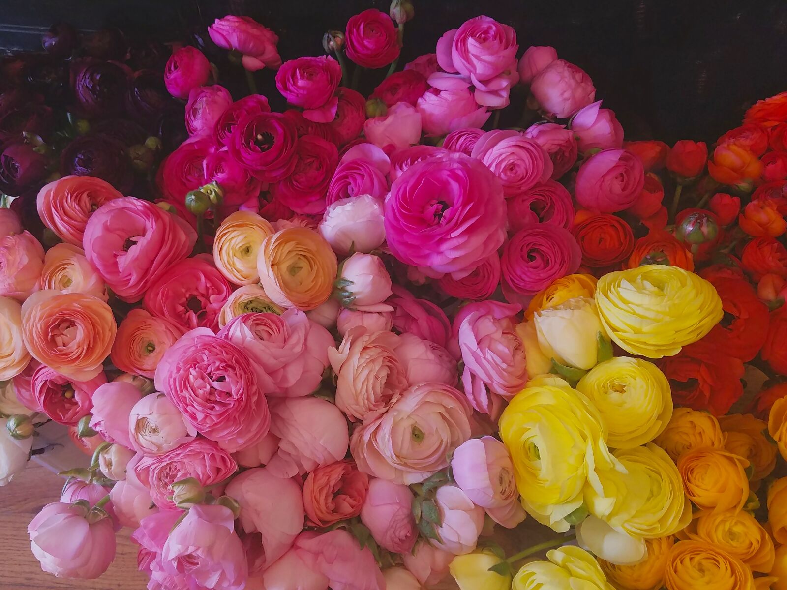 Samsung Galaxy S7 sample photo. Ranunculus, colorful, flowers photography