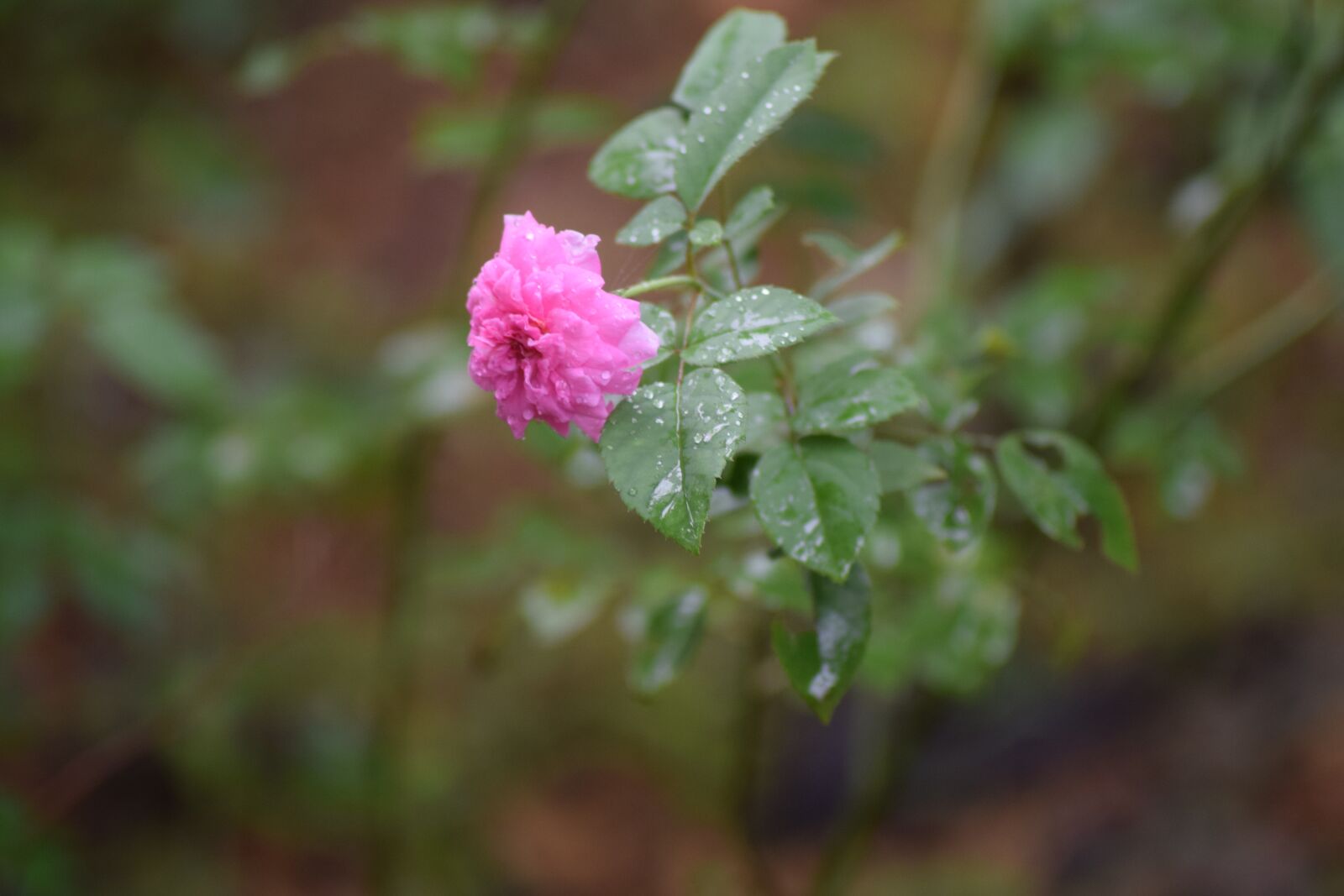 Nikon D5300 sample photo. Kerala, greenery, flowers photography