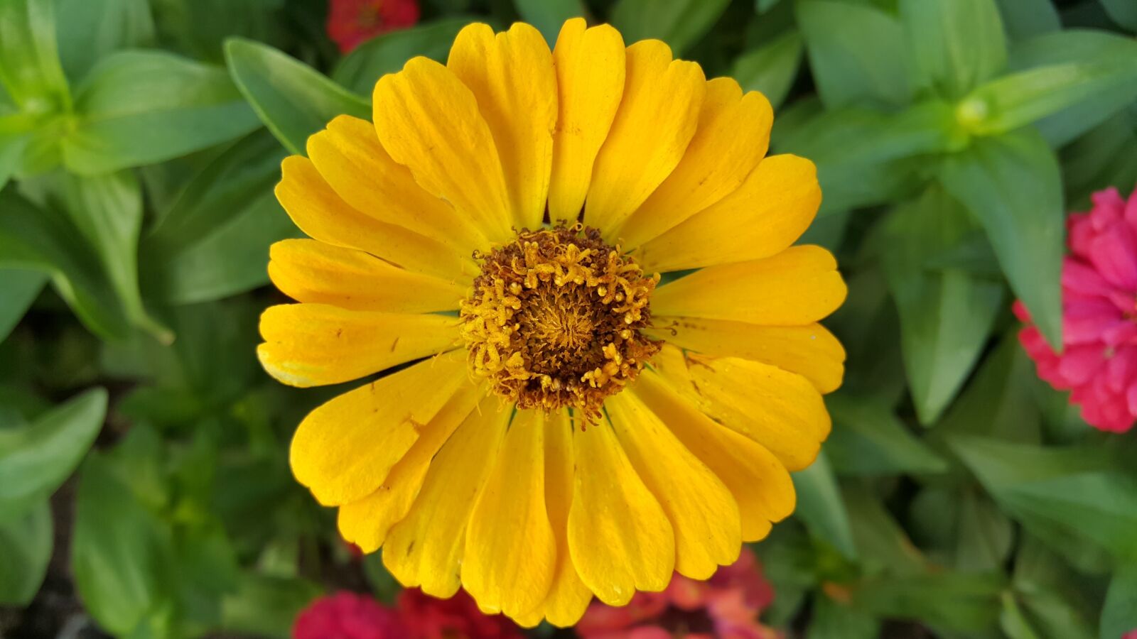Samsung Galaxy Note4 sample photo. Sun, flower, calm photography