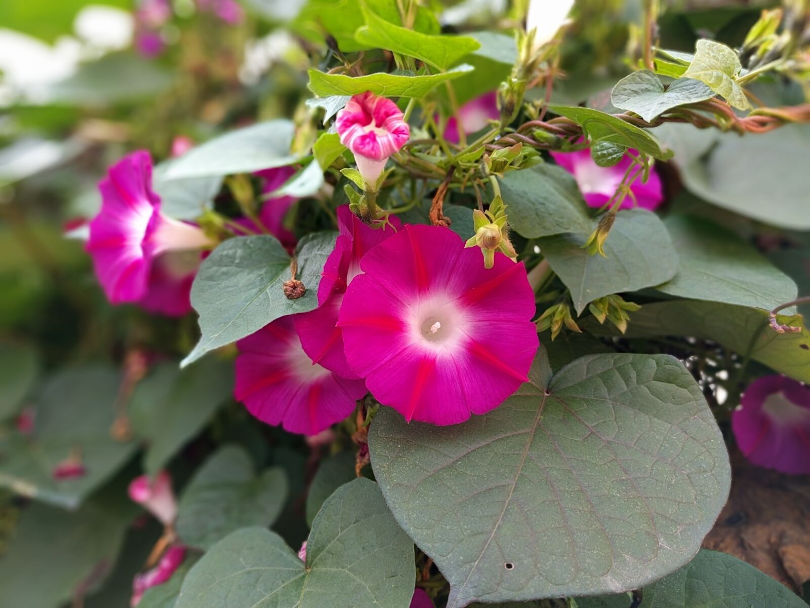 Google Nexus 6P sample photo. Morning glory, plants, nature photography