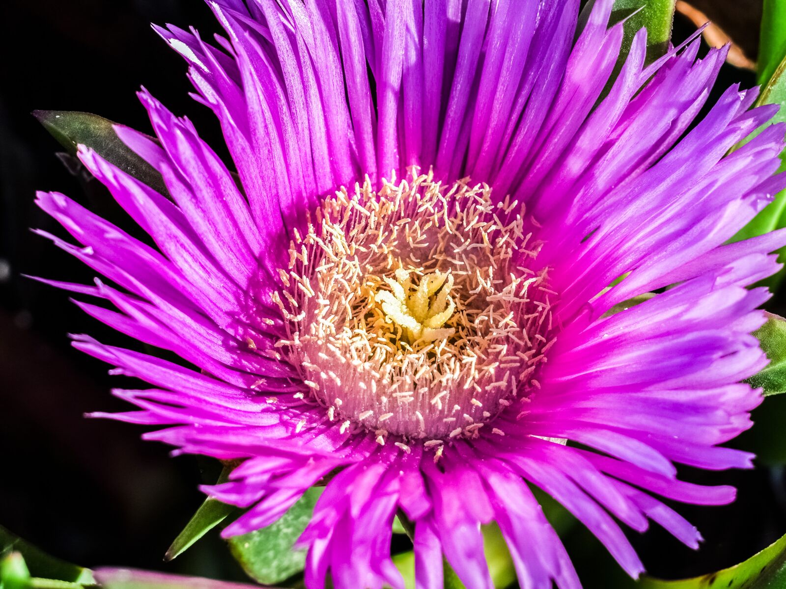 Nikon D3300 sample photo. Stamens, flower, nature photography