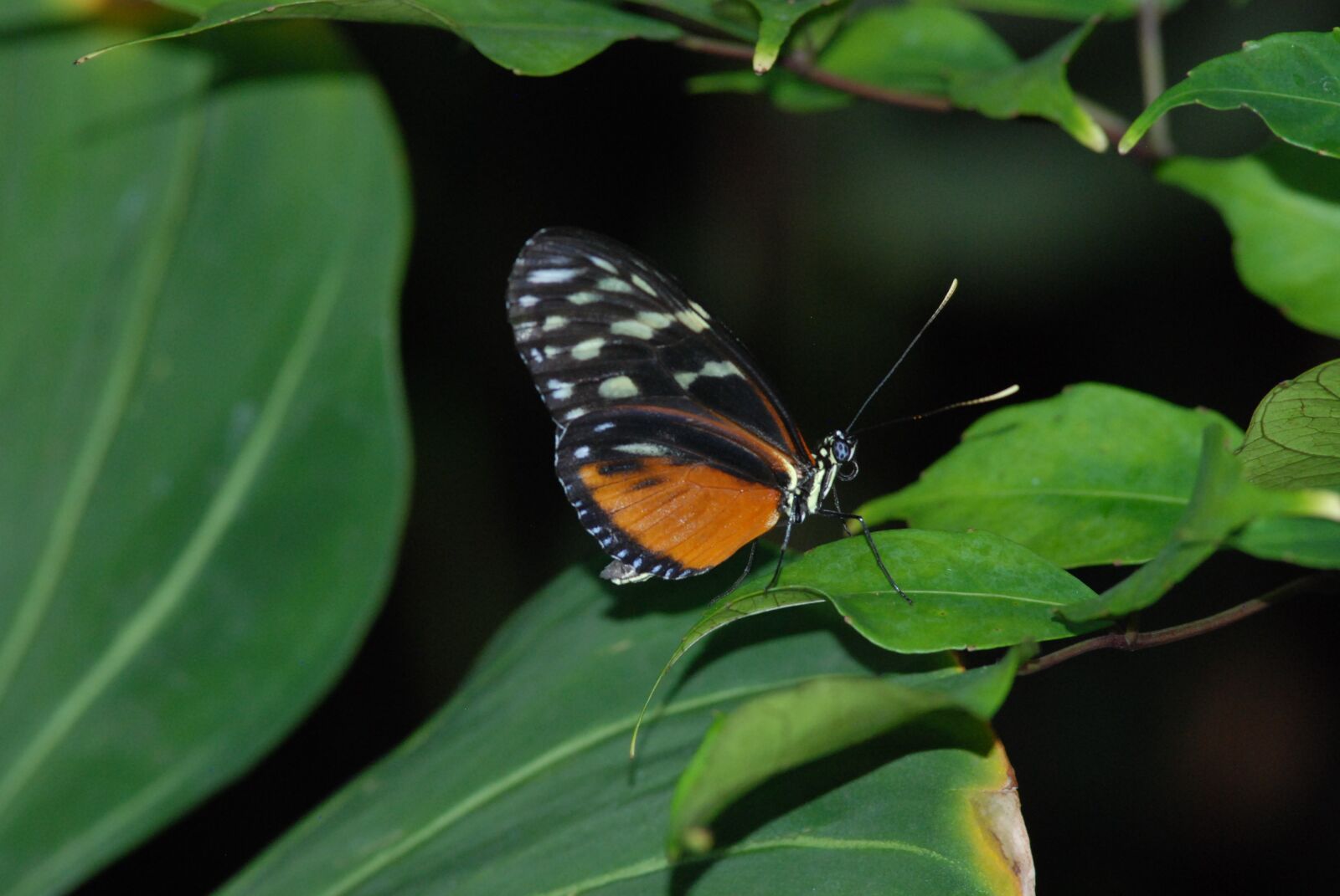 Nikon D80 sample photo. Butterfly, nature, insect photography