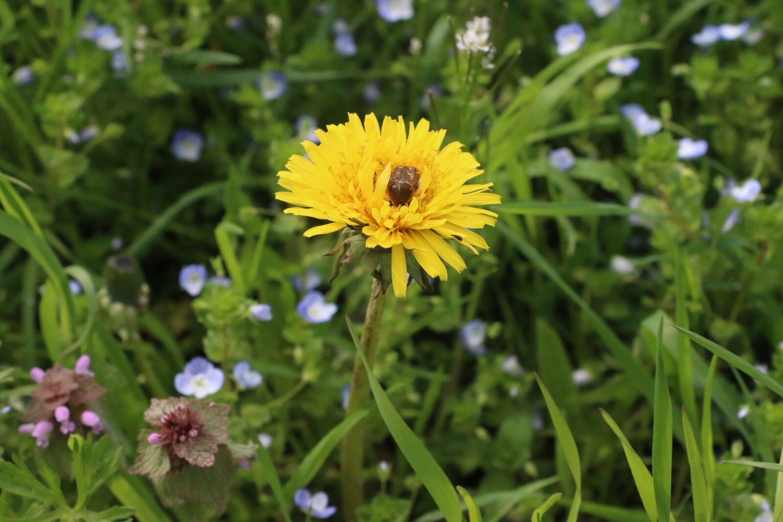 Canon EOS 70D sample photo. Flower, flowers, yellow photography