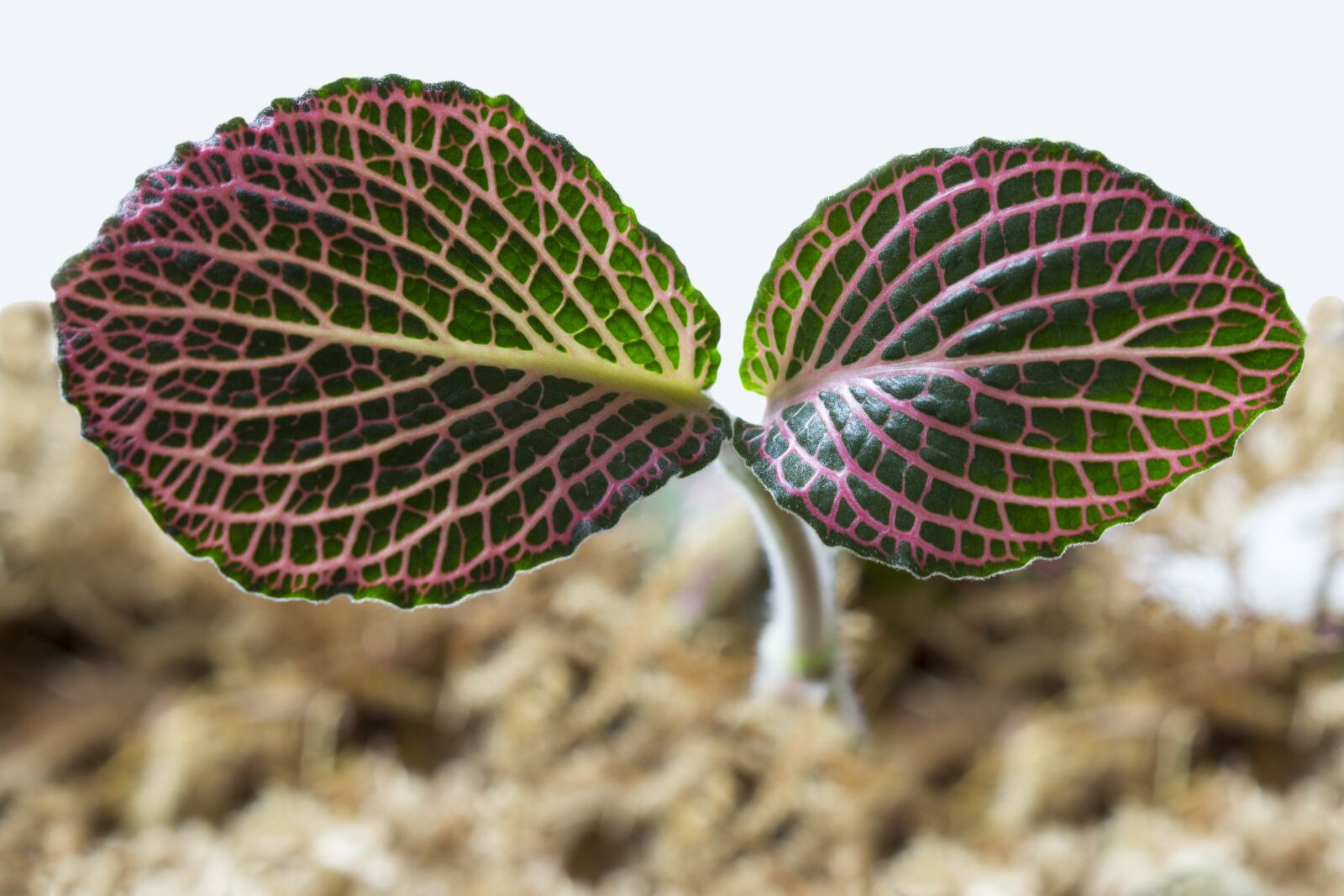 Canon EOS 700D (EOS Rebel T5i / EOS Kiss X7i) sample photo. Macro, leaves, leaf photography