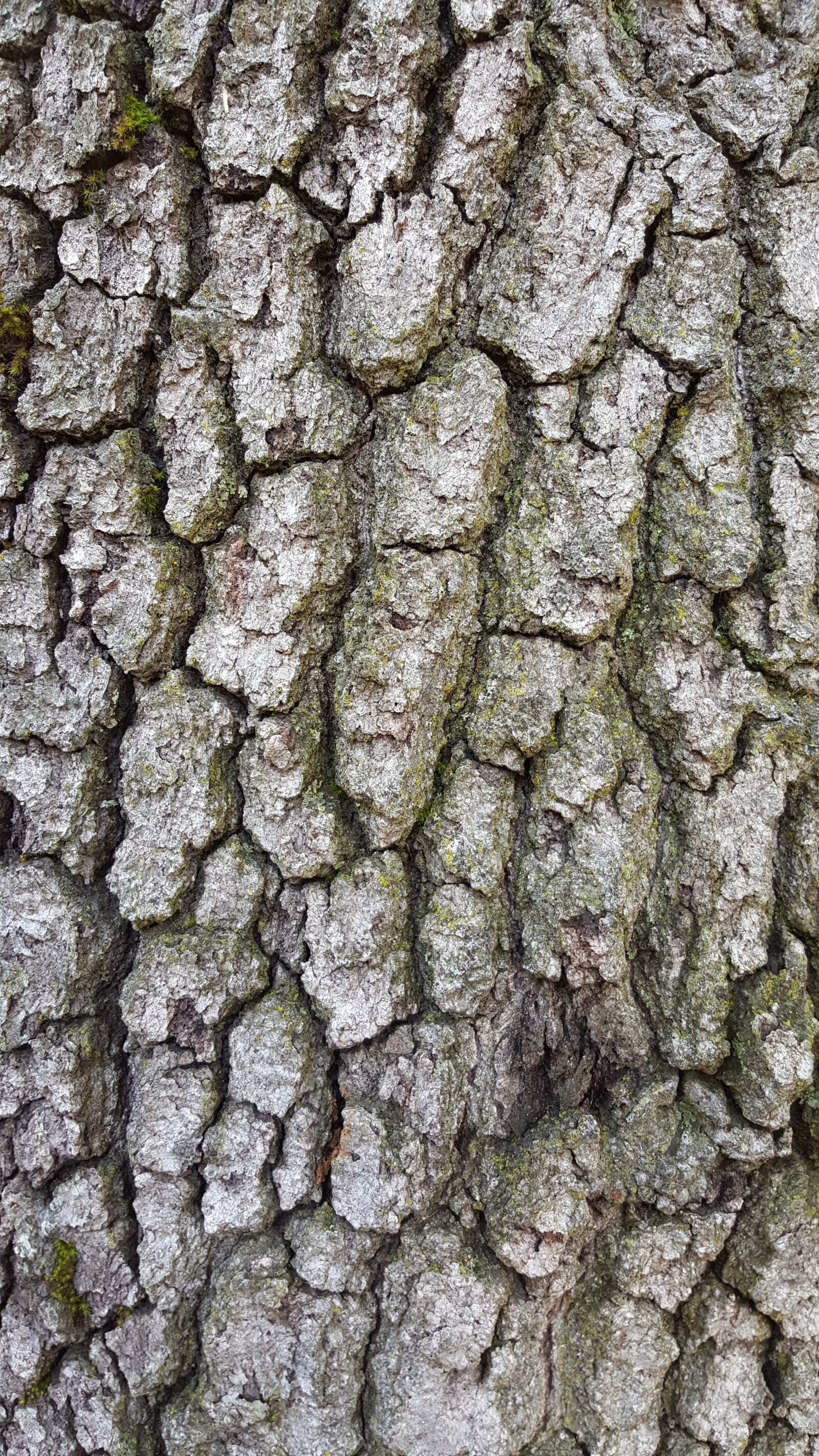 Samsung Galaxy S6 sample photo. Wood, bark, tree photography