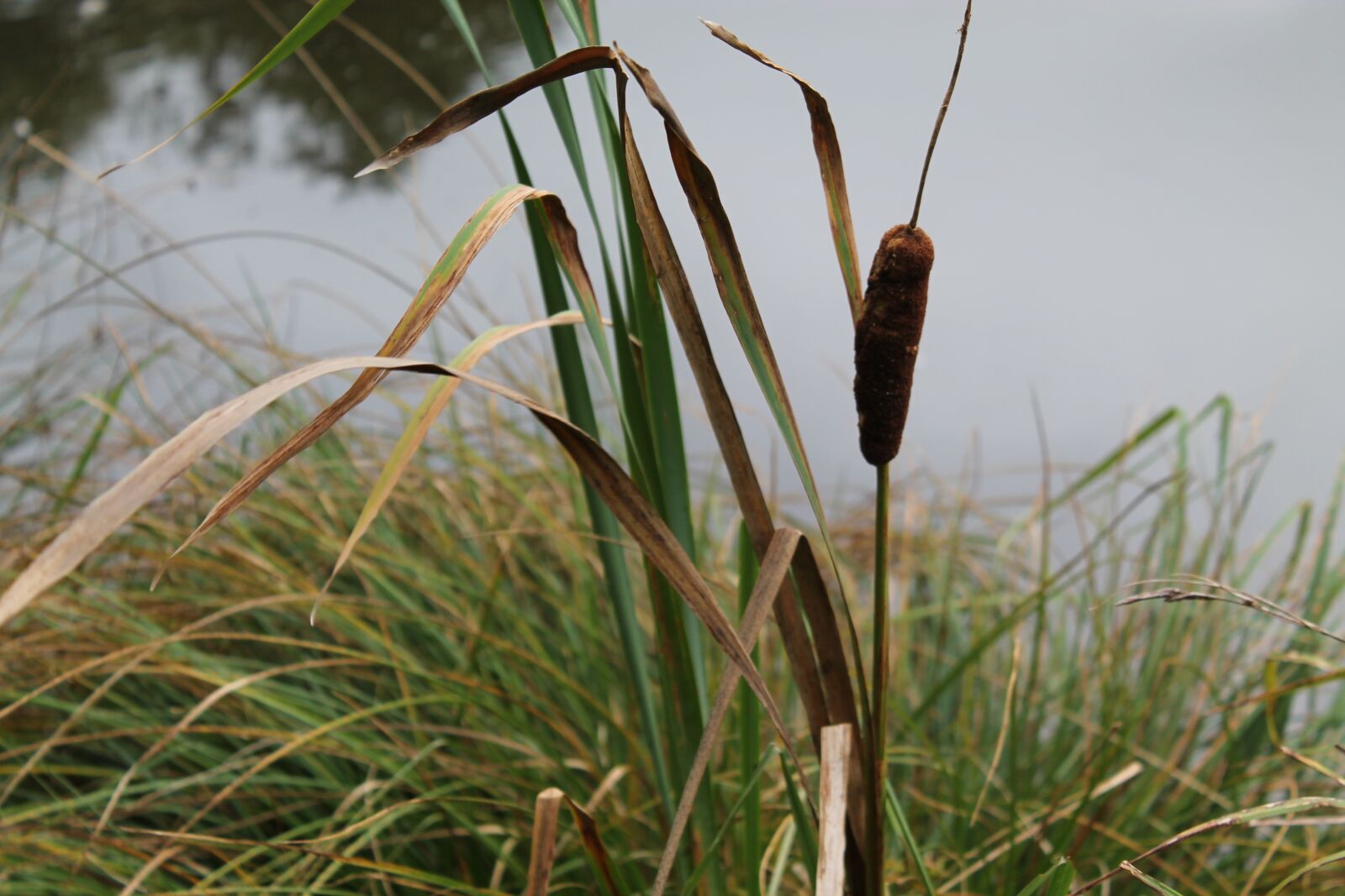 Canon EOS 1100D (EOS Rebel T3 / EOS Kiss X50) sample photo. Reed, biotope, nature photography