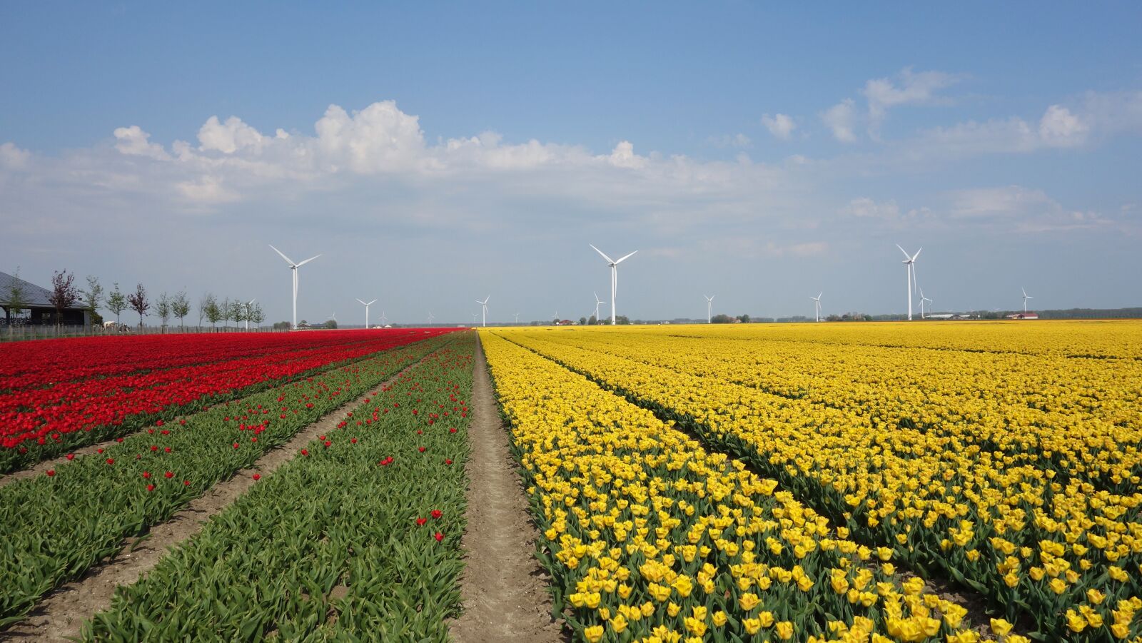 Sony Cyber-shot DSC-RX100 sample photo. Tulips, bulbs, tulip photography