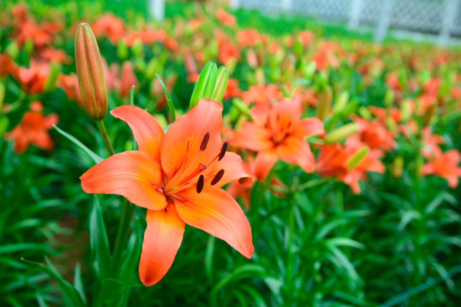 Nikon D600 sample photo. Flower, gardens, pink flower photography