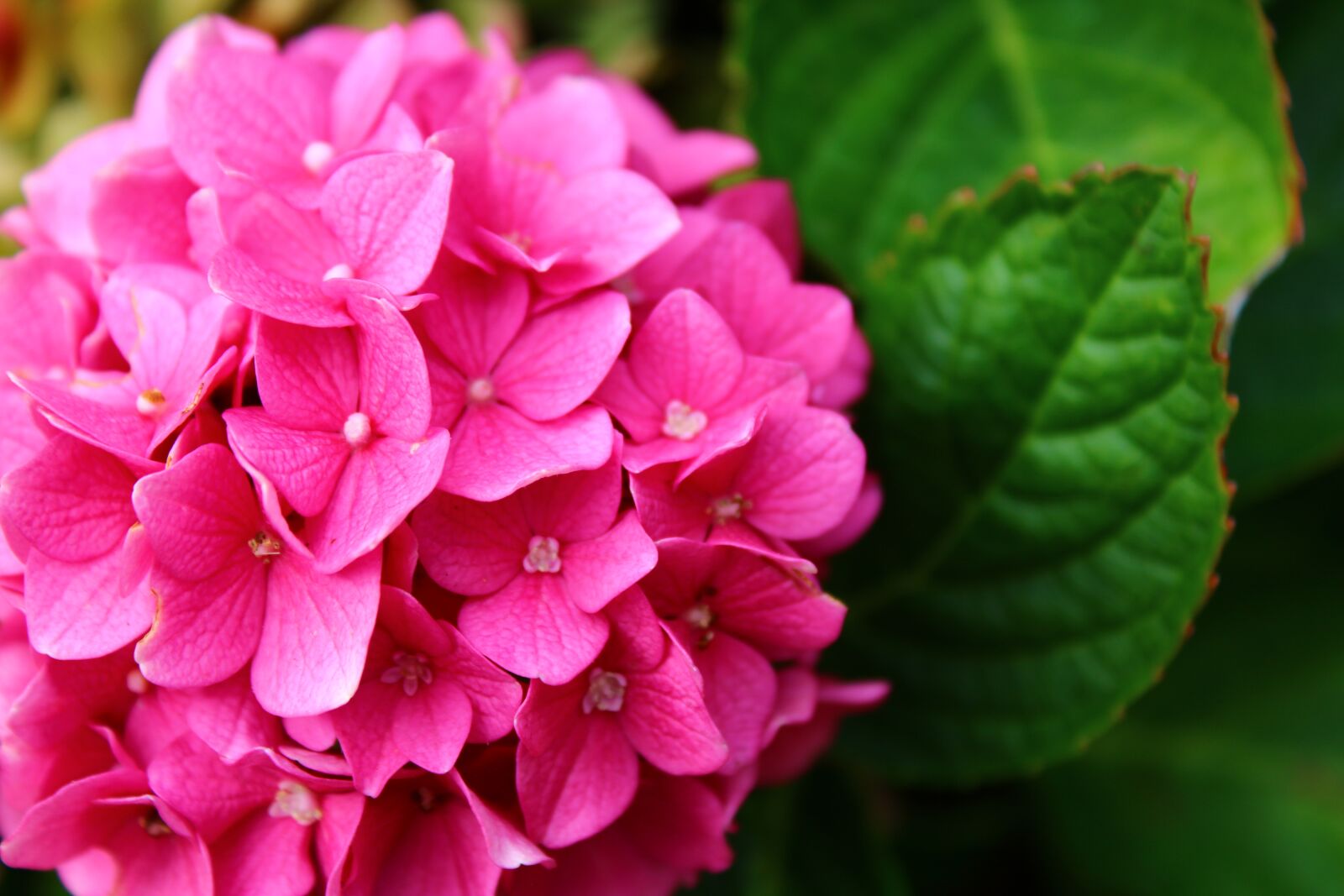 Canon EOS 2000D (EOS Rebel T7 / EOS Kiss X90 / EOS 1500D) sample photo. Hydrangea, flower, nature photography