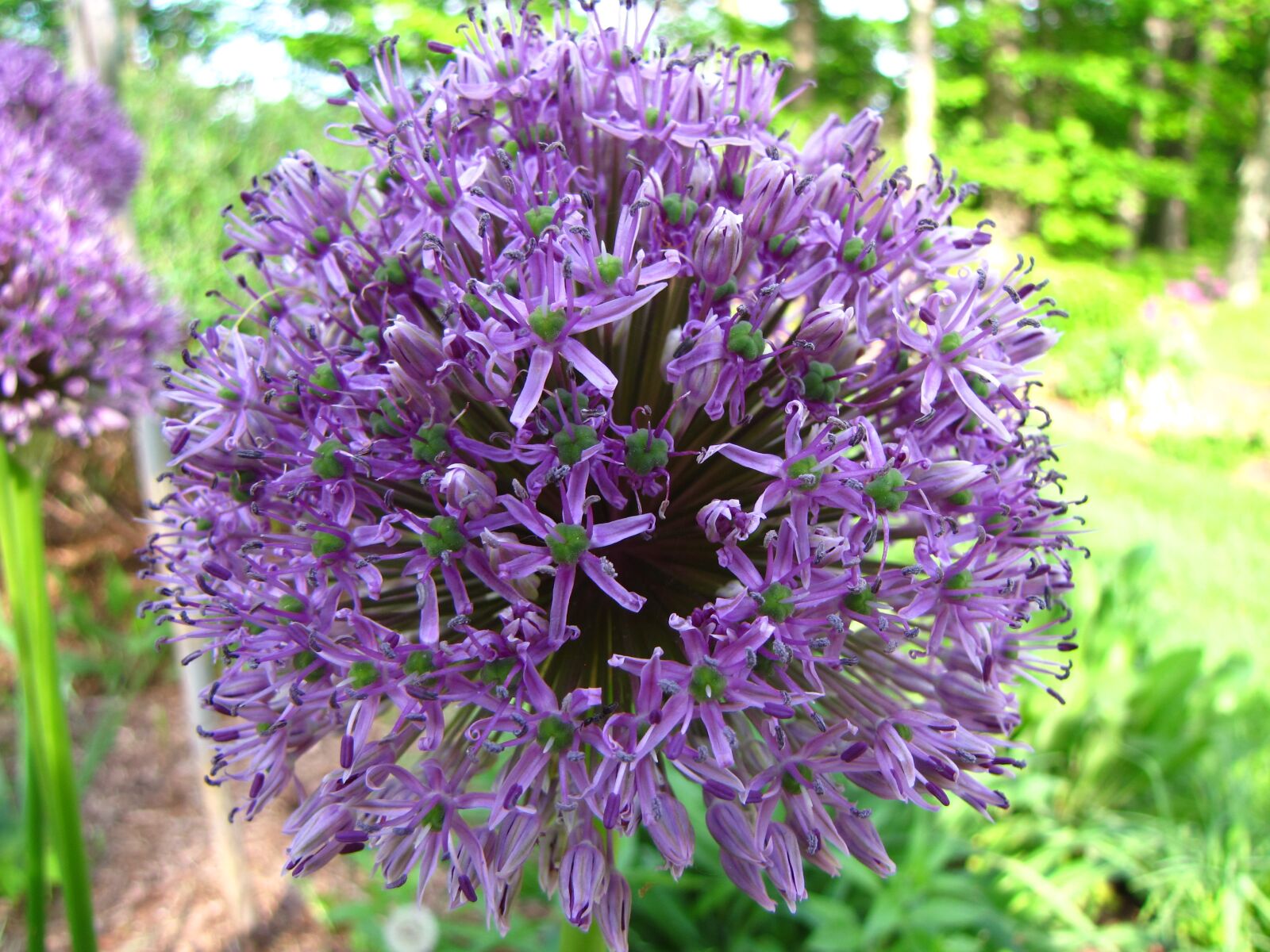 Canon PowerShot SX10 IS sample photo. Allium, flower, blossom photography
