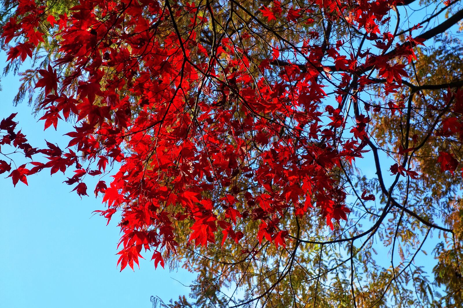 Sony Cyber-shot DSC-RX100 sample photo. Tree, branch, autumn foliage photography