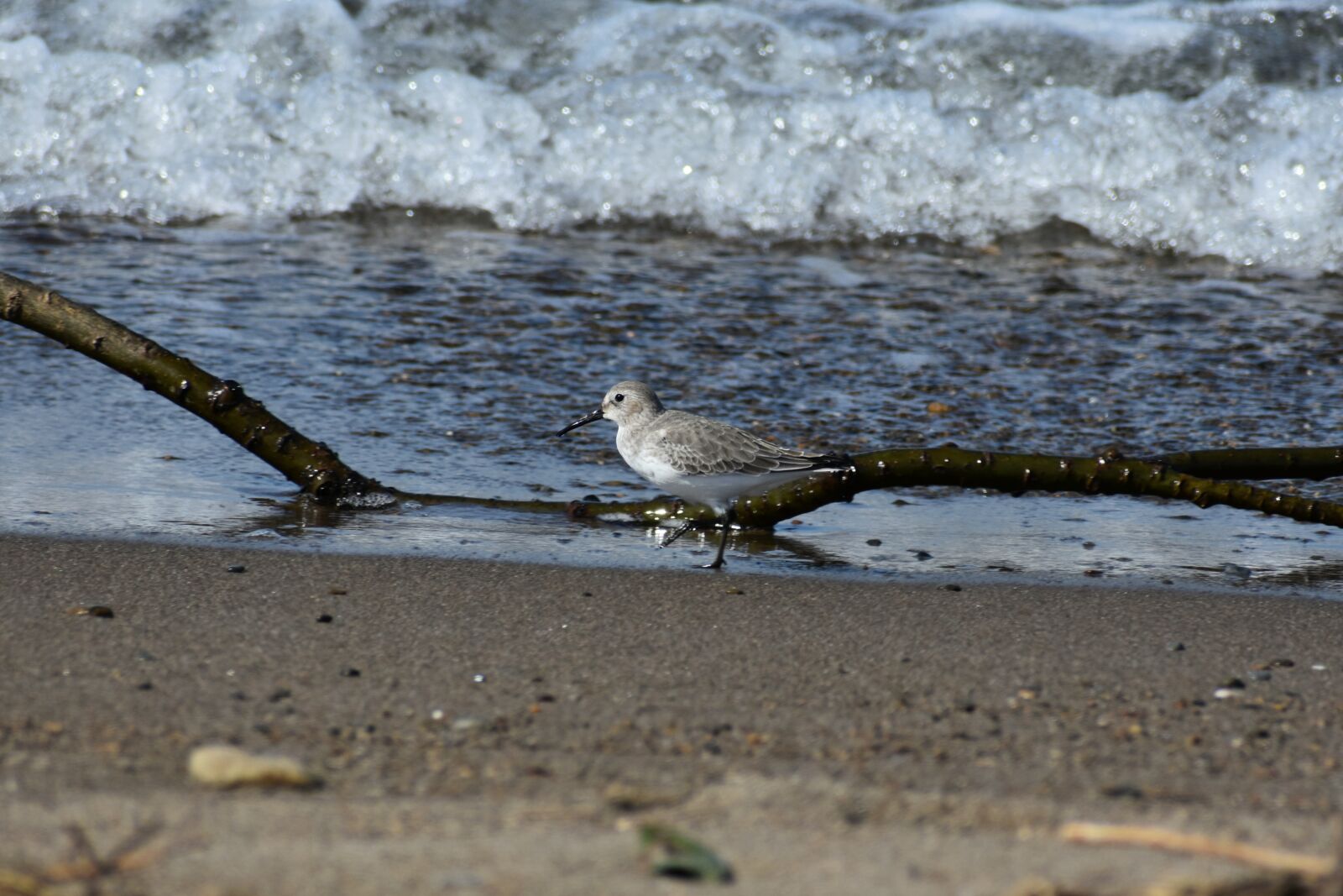 Nikon D7200 sample photo. Animal, sea, beach photography