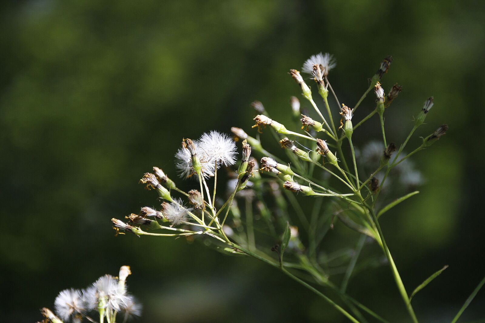 Canon EOS 700D (EOS Rebel T5i / EOS Kiss X7i) sample photo. Plant, green, blossom photography