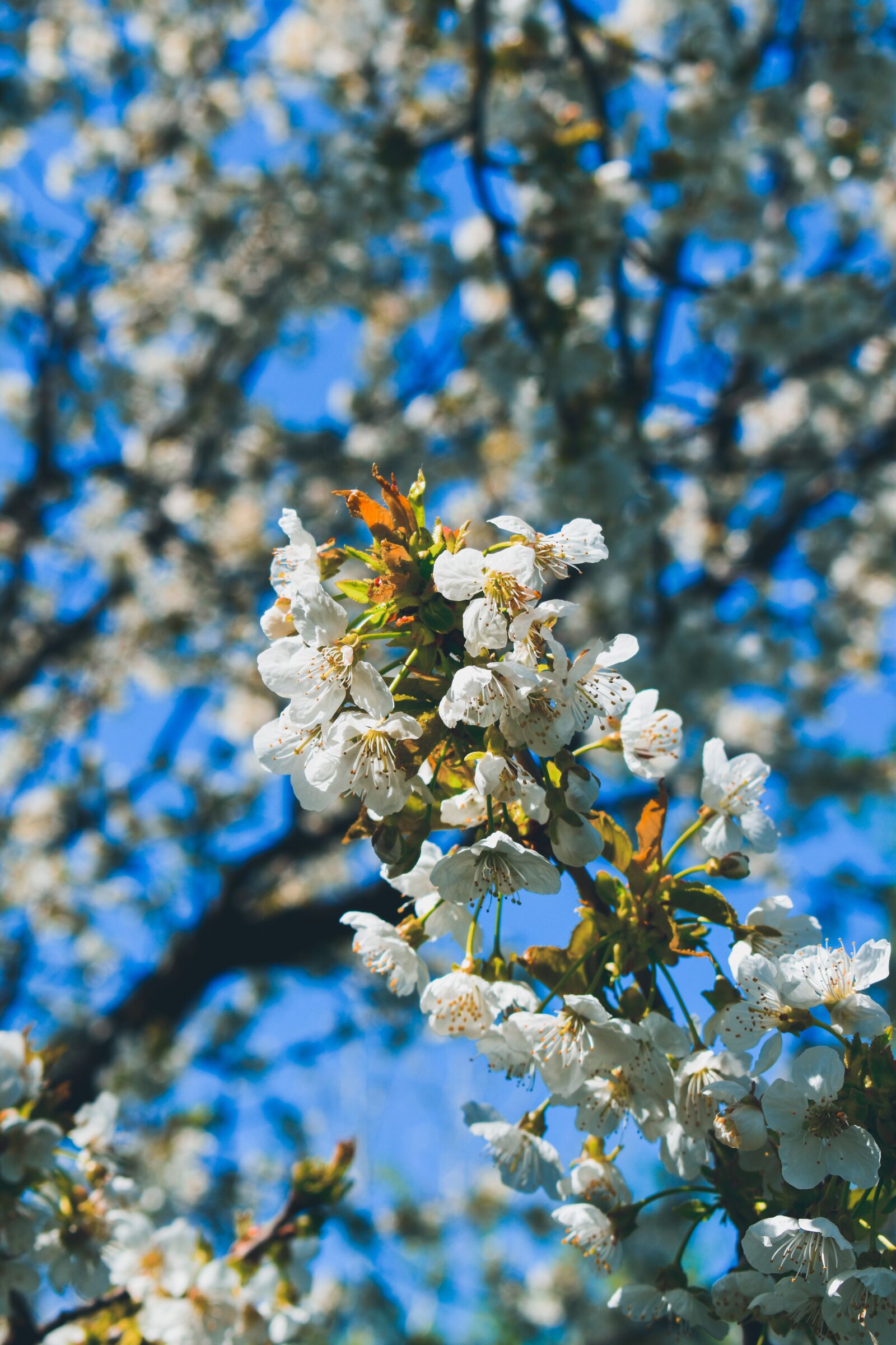 Nikon D3500 sample photo. Spring, white, flowers photography