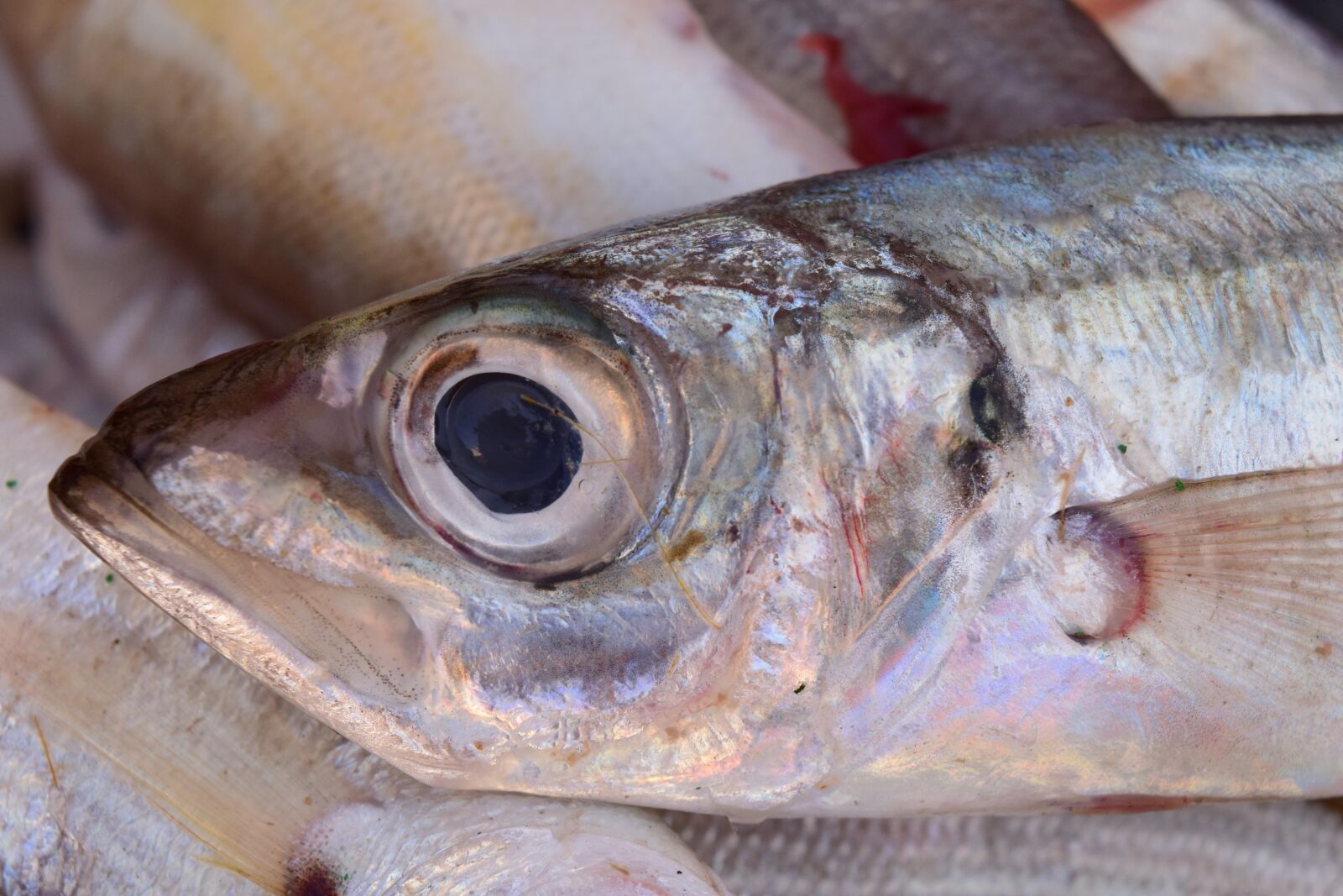 Nikon D3300 sample photo. Fish, fresh, fish market photography