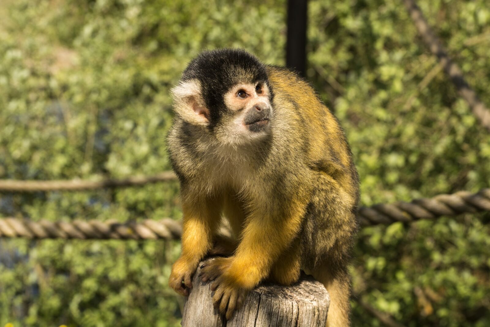 Nikon D5200 sample photo. Monkey, primate, expensive photography