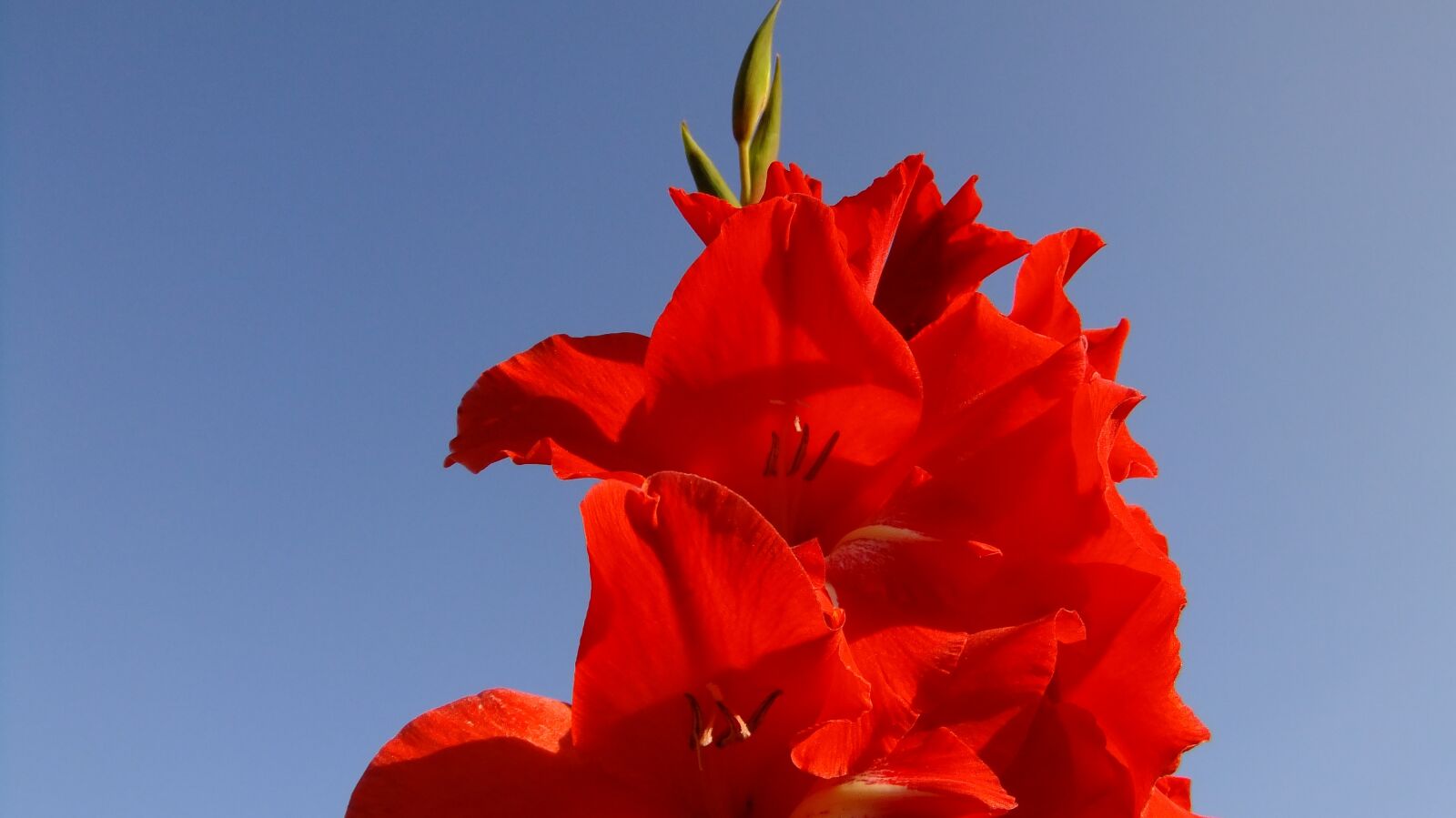 FujiFilm FinePix F80EXR (FinePix F85EXR) sample photo. Gladiolus, flowers, summer photography