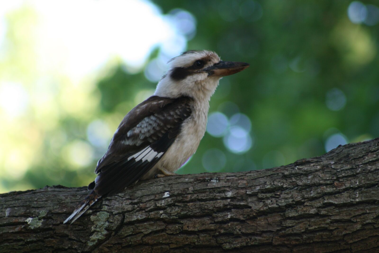 Canon EOS 400D (EOS Digital Rebel XTi / EOS Kiss Digital X) sample photo. Kookaburra, bird, wildlife photography