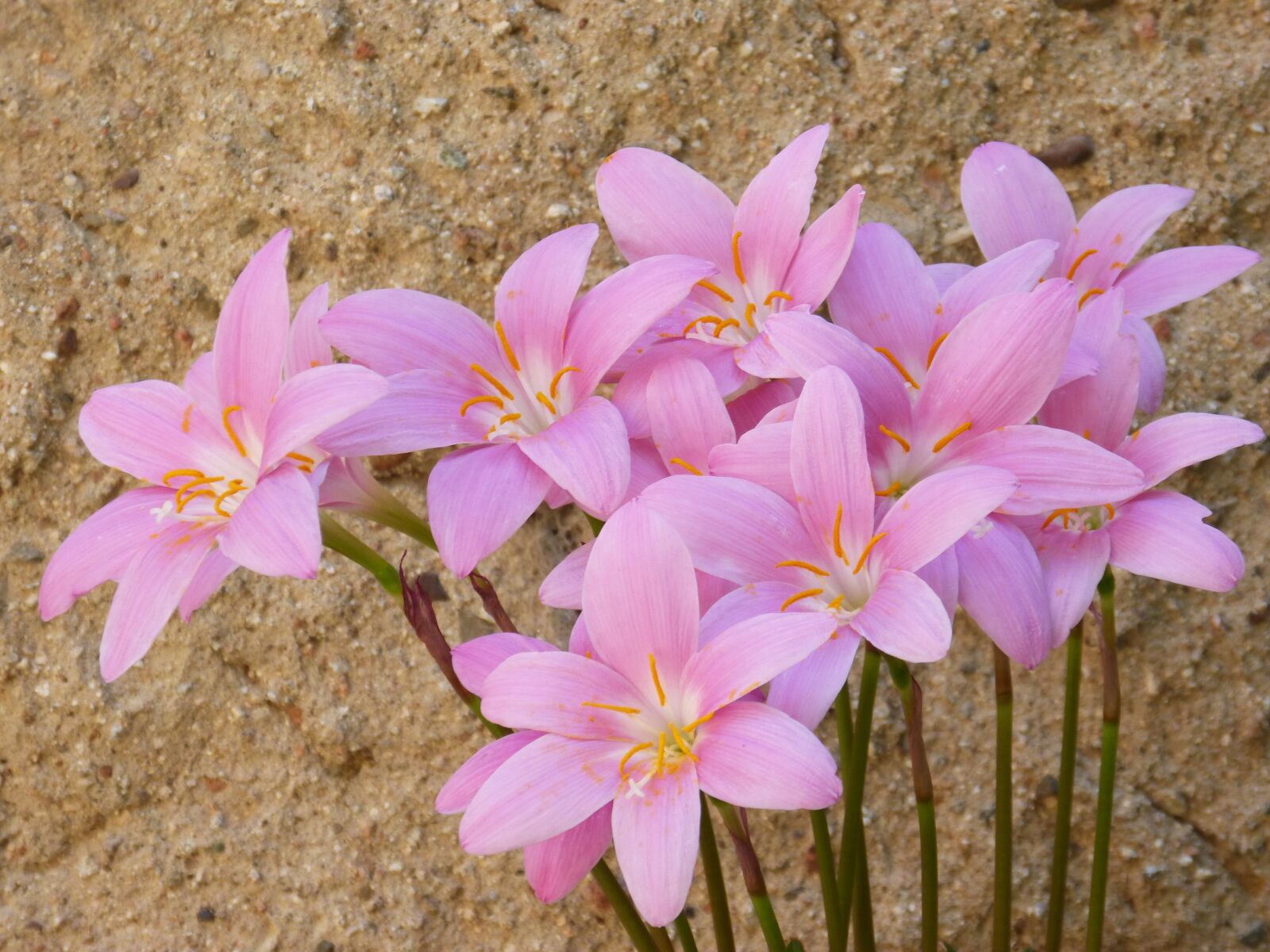 Panasonic DMC-FZ62 sample photo. Flowers, pink, beauty photography