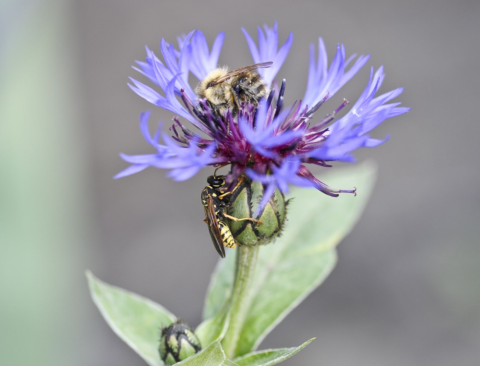Nikon D90 sample photo. Flower, cornflower, wasp photography