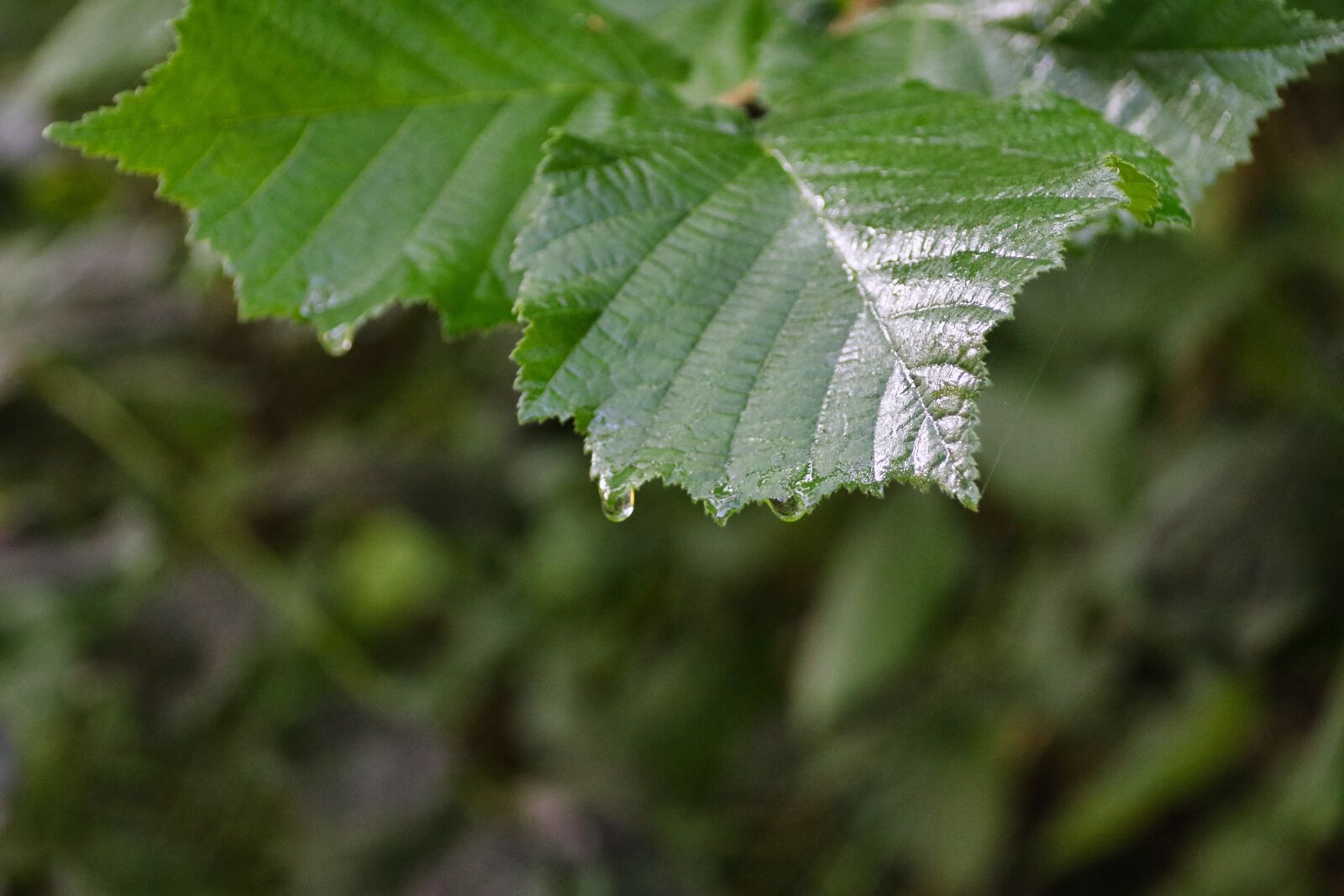 Canon EOS 80D sample photo. Leaf, drip, green photography