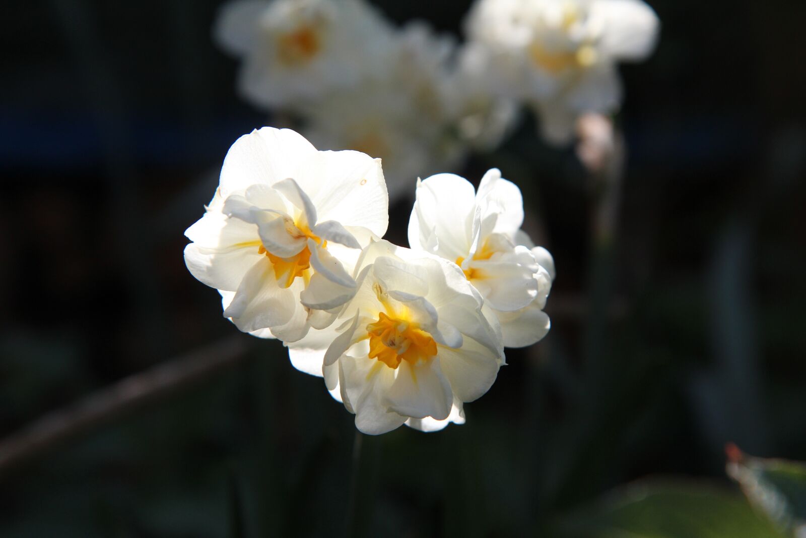 Canon EOS 600D (Rebel EOS T3i / EOS Kiss X5) + Sigma 12-24mm f/4.5-5.6 EX DG ASPHERICAL HSM + 1.4x sample photo. Narcissus, narcissus scented, bulb photography