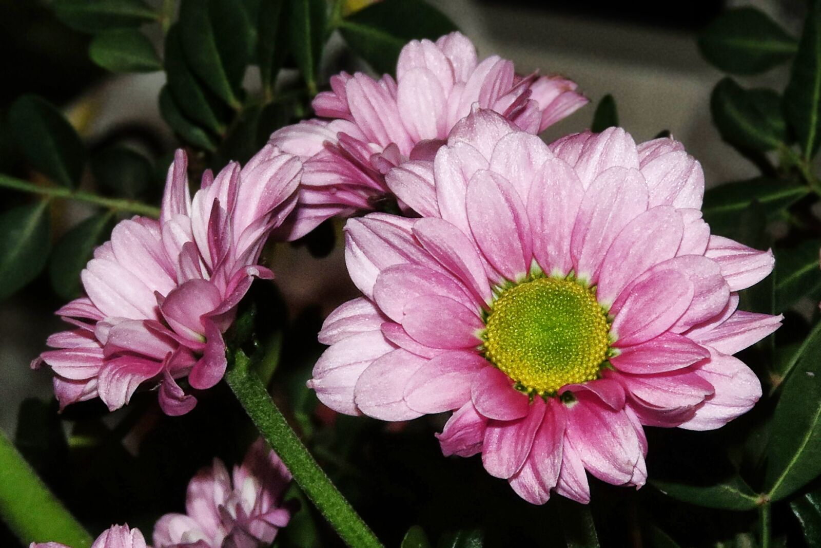 Nikon Coolpix P520 sample photo. Chrysanthemum, blossom, bloom photography