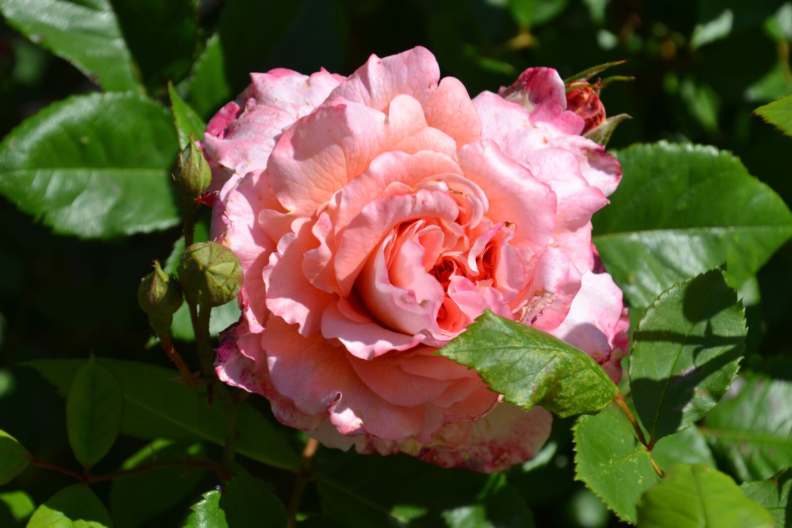 Nikon D3100 sample photo. Rose, blossom, bloom photography