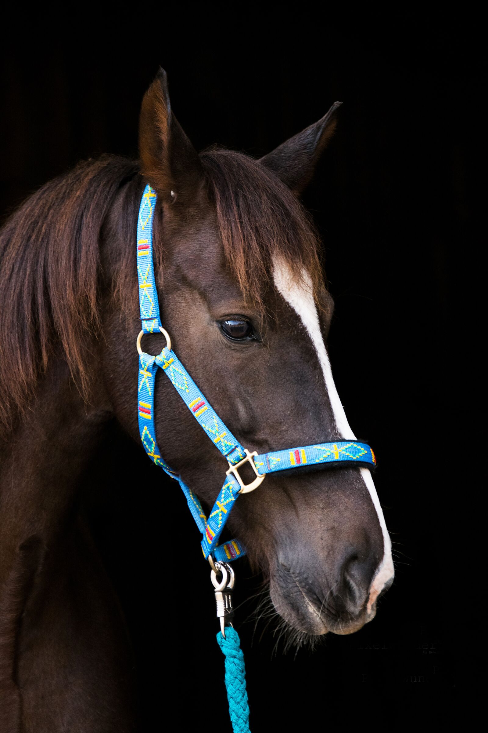 Nikon D3300 sample photo. Horse, brown, halter photography