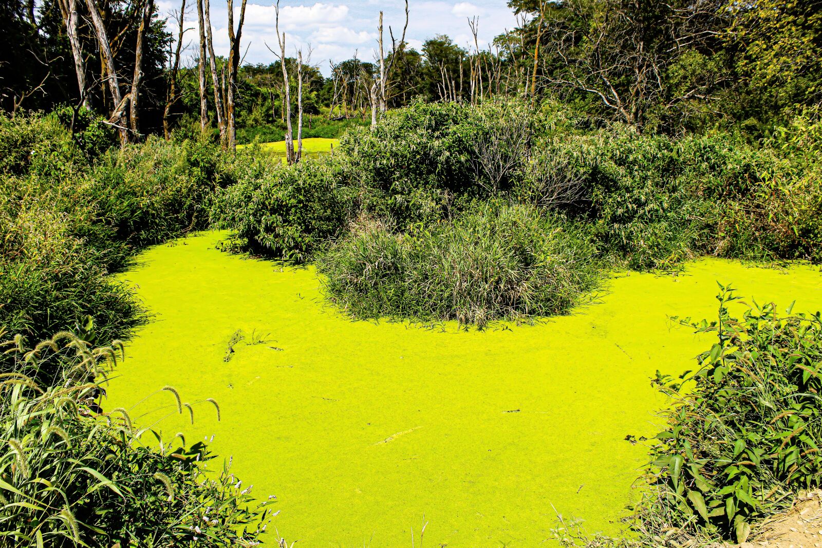Canon EOS 4000D (EOS Rebel T100 / EOS 3000D) sample photo. Green, pond, neon green photography