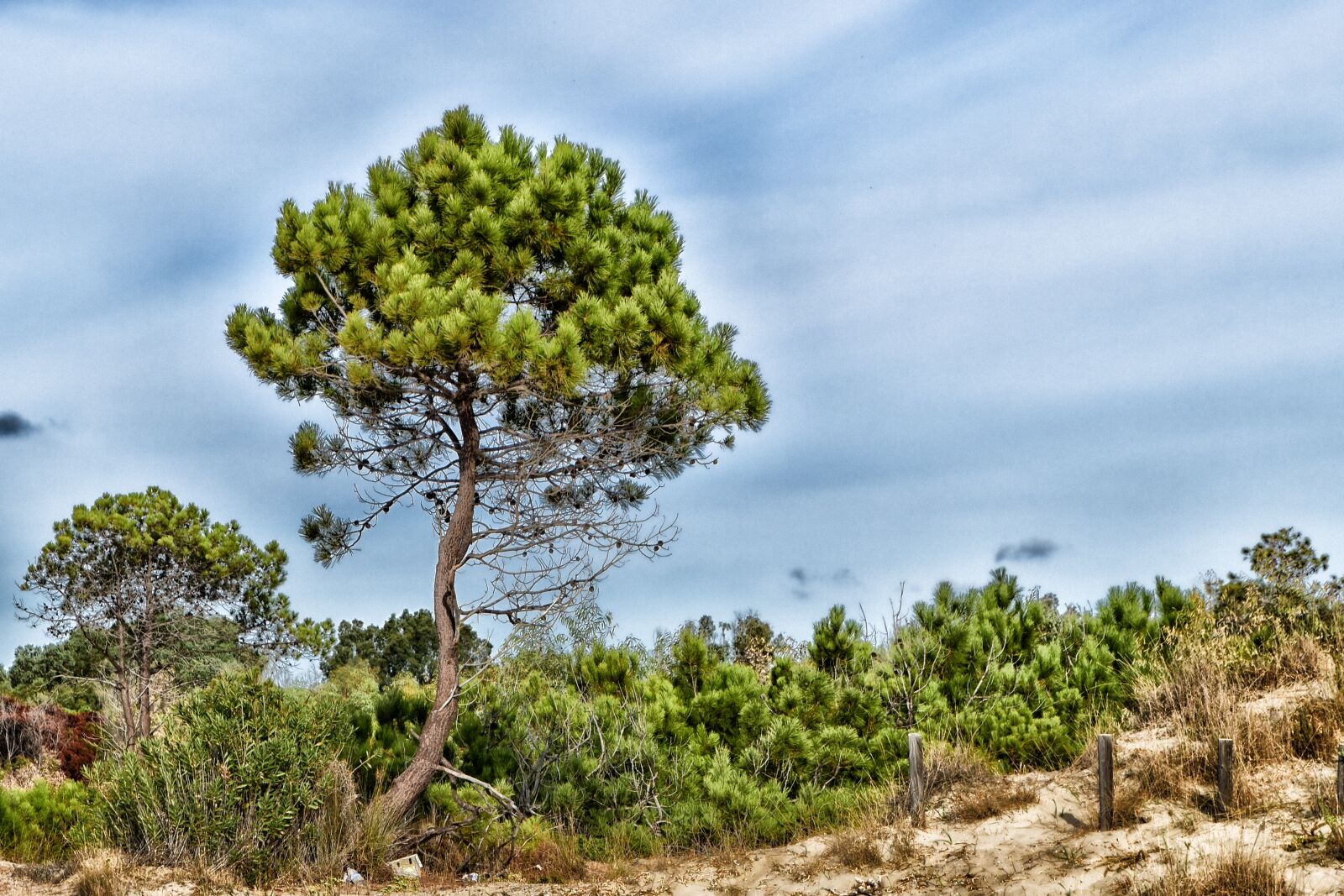 Nikon D5500 sample photo. Tree, hdr, laganas photography