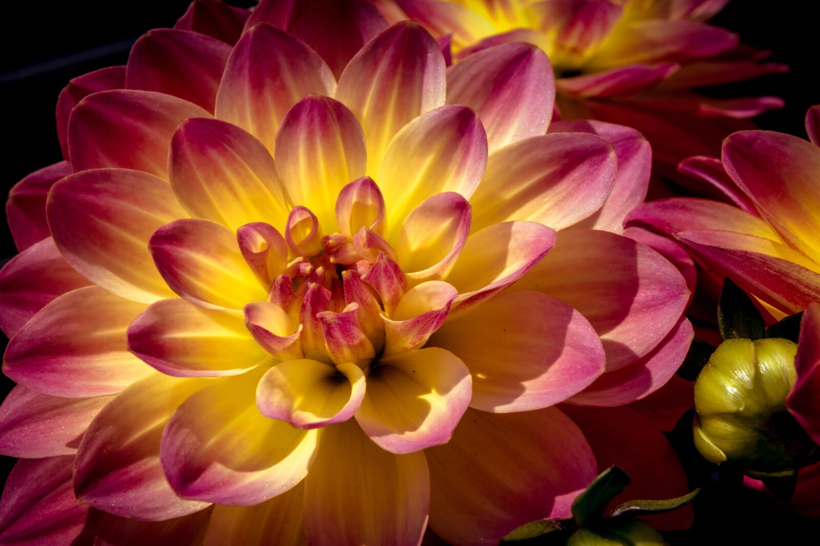 Sony a6000 + Sony E 35mm F1.8 OSS sample photo. Dahlia, flower, blossom photography