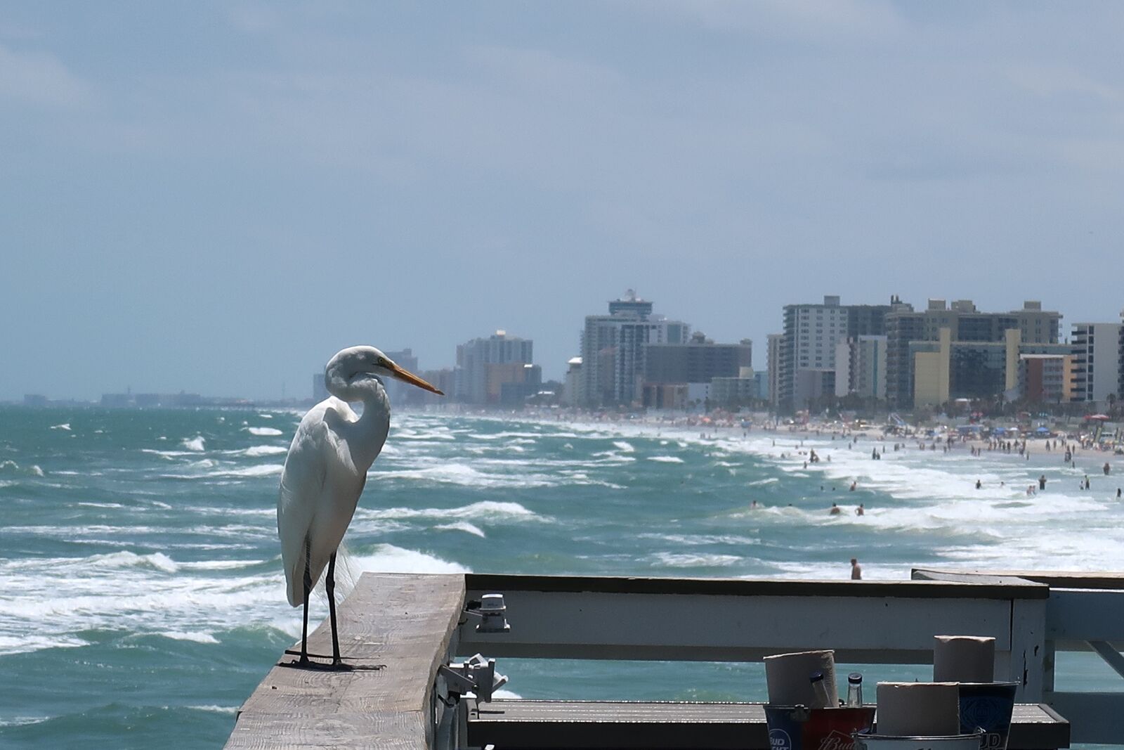 Canon PowerShot G7 X Mark II sample photo. Heron, egret, beach photography